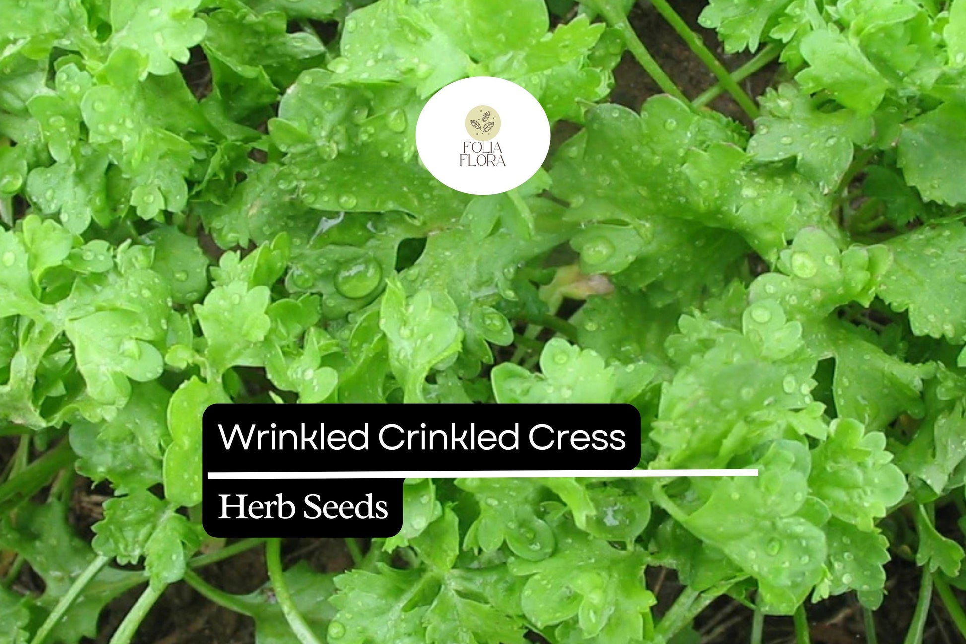 Wrinkled Crinkled Cress Seeds - 500 Seeds, Nutrient-Rich Microgreen Herb, Tangy Flavor, Lepidium sativum