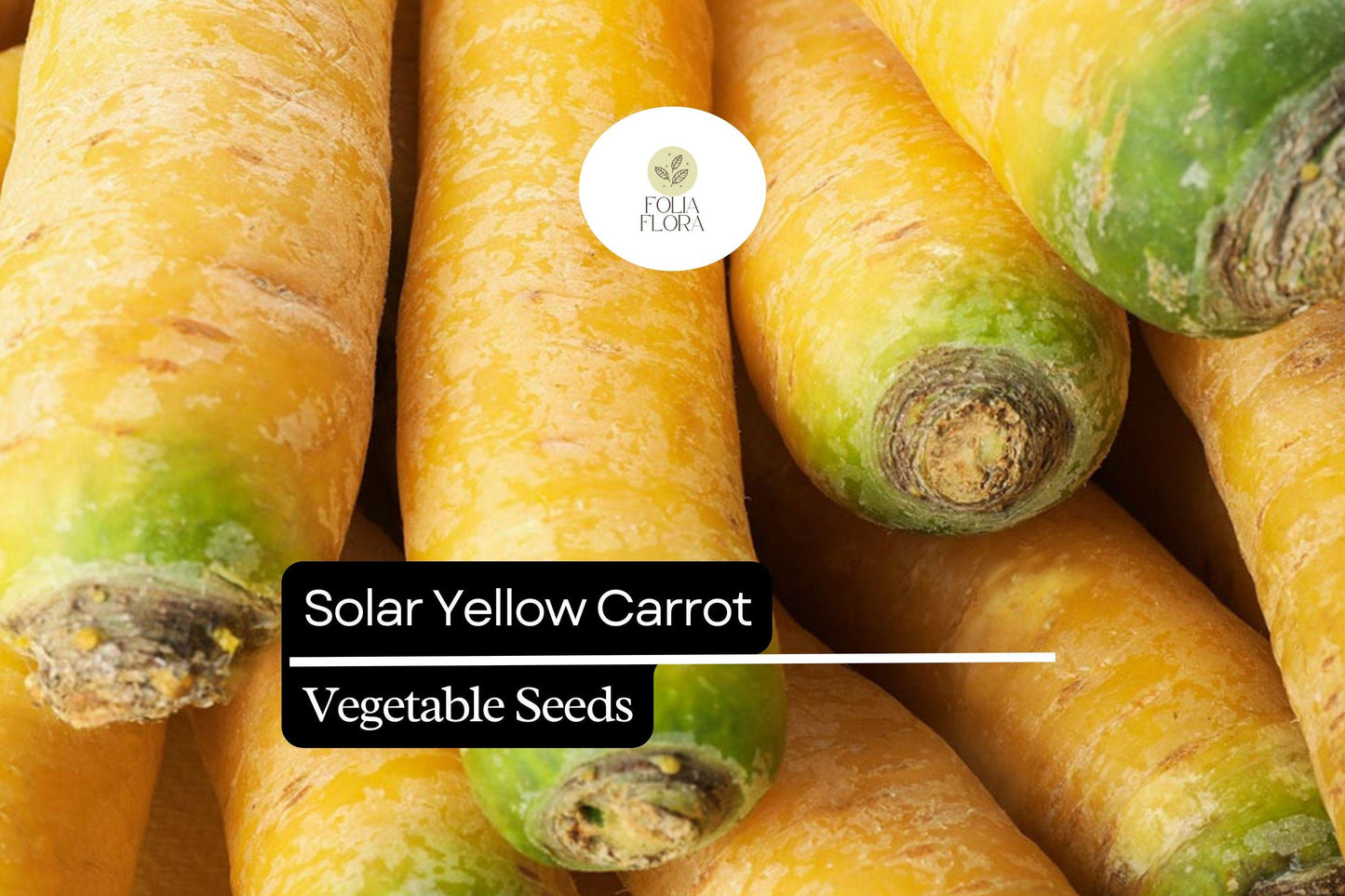 Solar Yellow Carrot Seeds - Heirloom Golden Yellow Variety - Daucus Carota - Fast-Growing, Nutritious Root Vegetable for Gardens