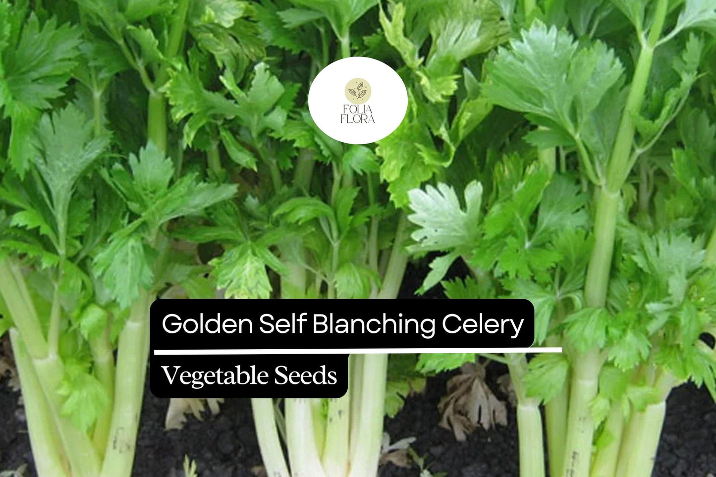 500 Seeds Golden Self-Blanching Celery, Heirloom Variety, Tender & Crisp Stalks, Apium graveolens