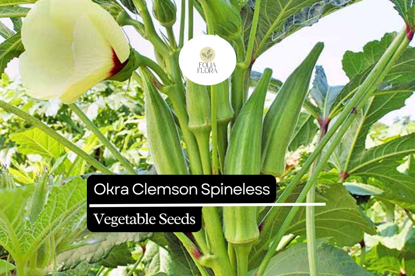 Clemson Spineless Okra Seeds 5g | Heirloom Non-GMO High Yield Abelmoschus esculentus | Smooth Spineless Pods for Gardening