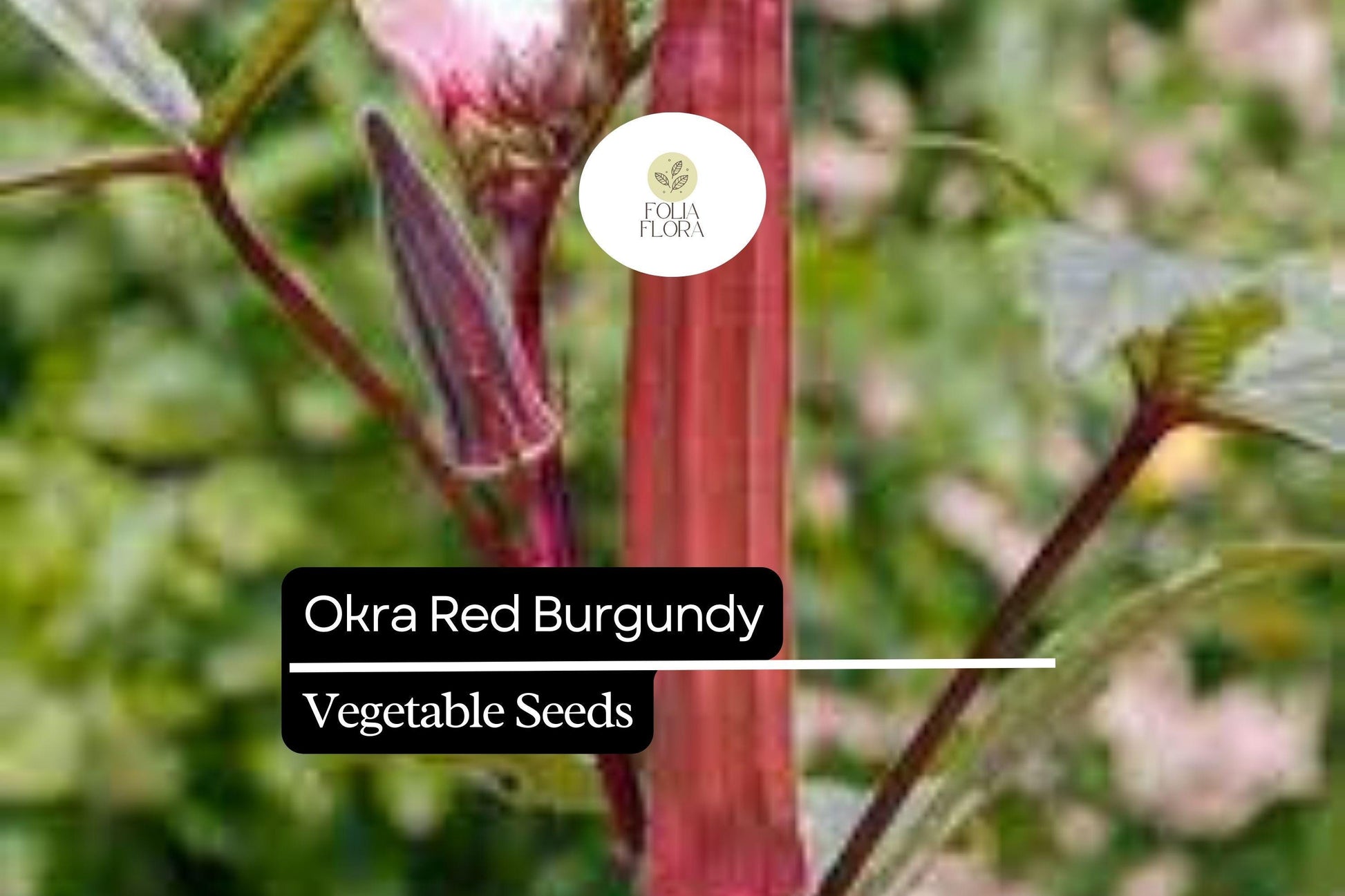 Red Burgundy Okra Seeds 1g | Heirloom Non-GMO Heat Tolerant | Abelmoschus esculentus | Vibrant Red Pods for Garden & Kitchen