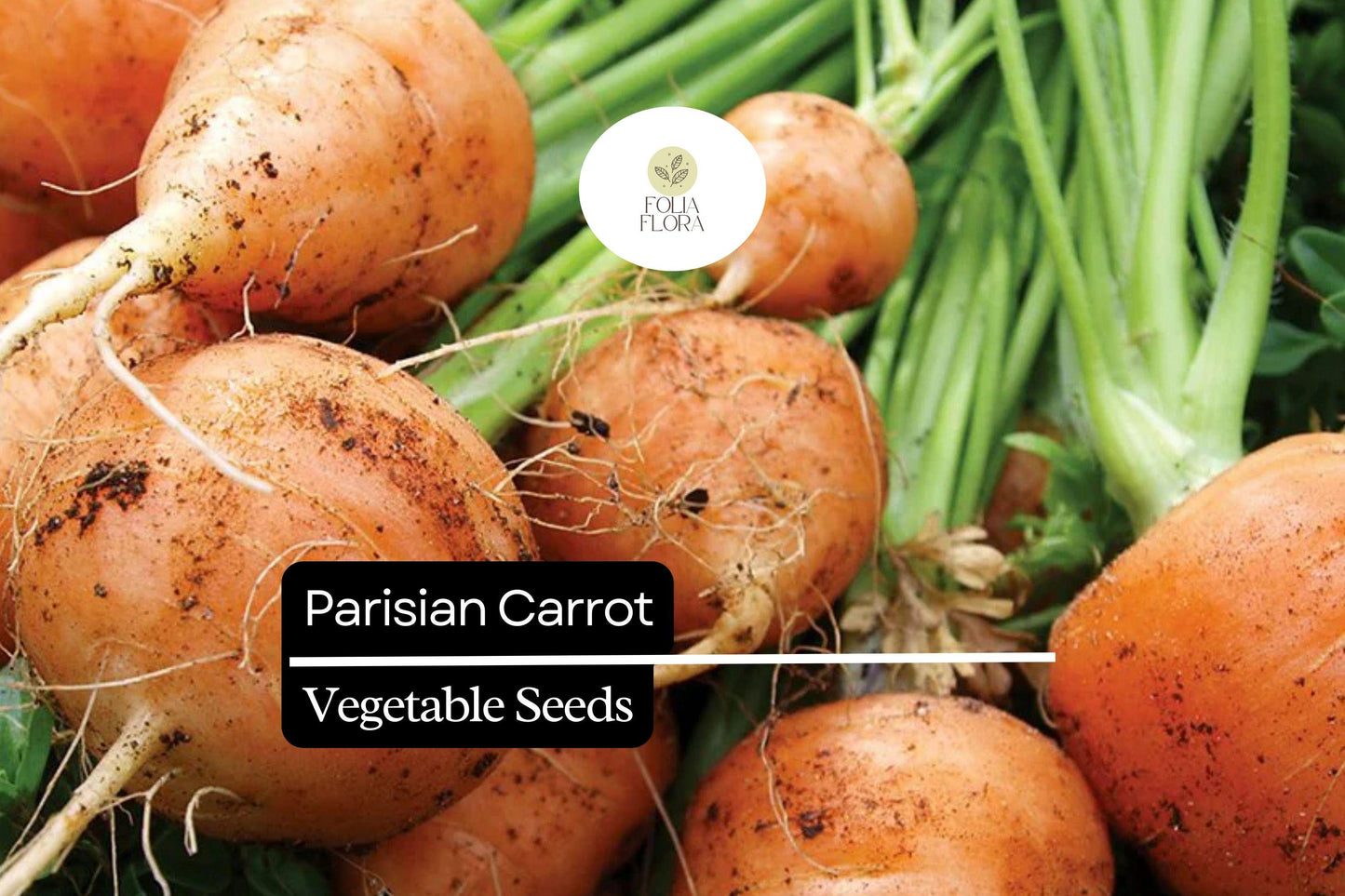 Parisian Carrot Seeds - 300 Heirloom Seeds, Small Round Gourmet Carrot (Daucus carota) for Urban Gardens & Containers