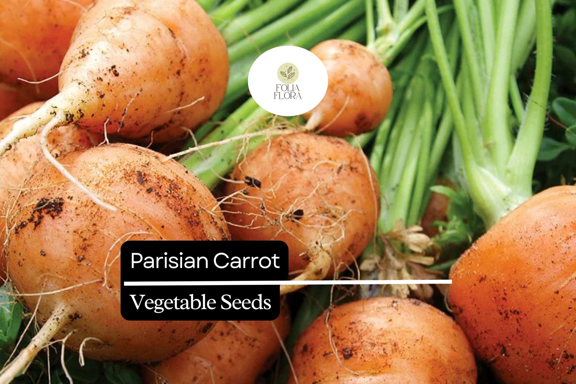 Parisian Carrot Seeds - 300 Heirloom Seeds, Small Round Gourmet Carrot (Daucus carota) for Urban Gardens & Containers