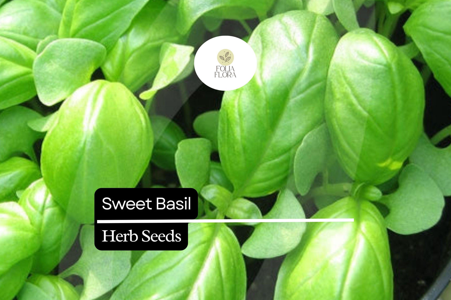 Sweet Basil Seeds - 600 Seeds, Aromatic Culinary Herb, Ocimum basilicum, Fast-Growing for Cooking & Gardening