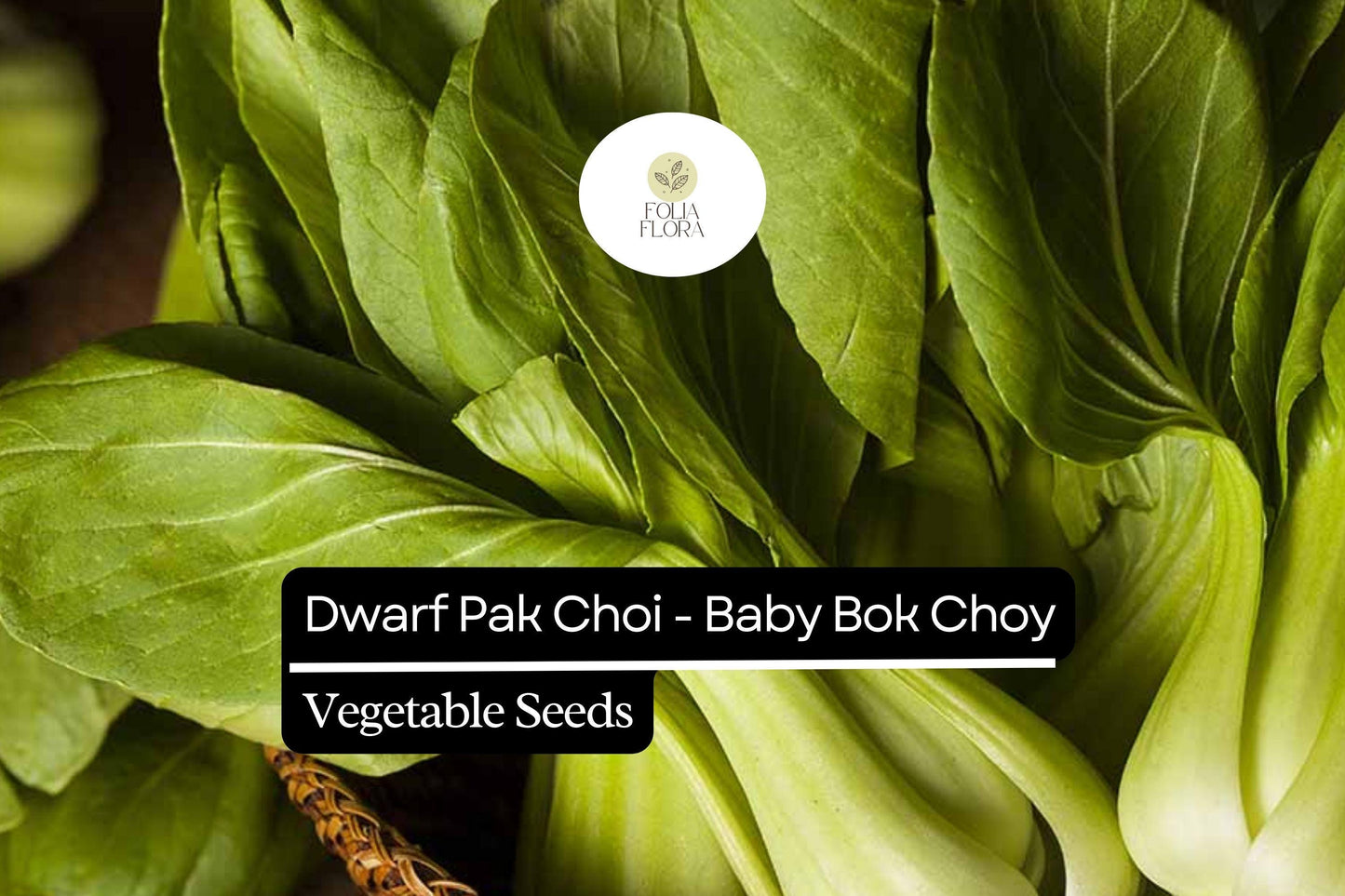 Dwarf Pak Choi Seeds 500mg Heirloom Non-GMO Brassica rapa var. chinensis - Compact, Fast-Growing Baby Bok Choy for Container Gardening