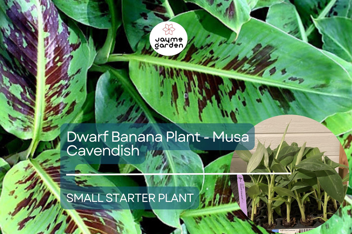 Dwarf Banana Plant Starter - Musa Cavendish - Cold Hardy Tropical Fruit for Patio & Containers - Edible Landscape Plant