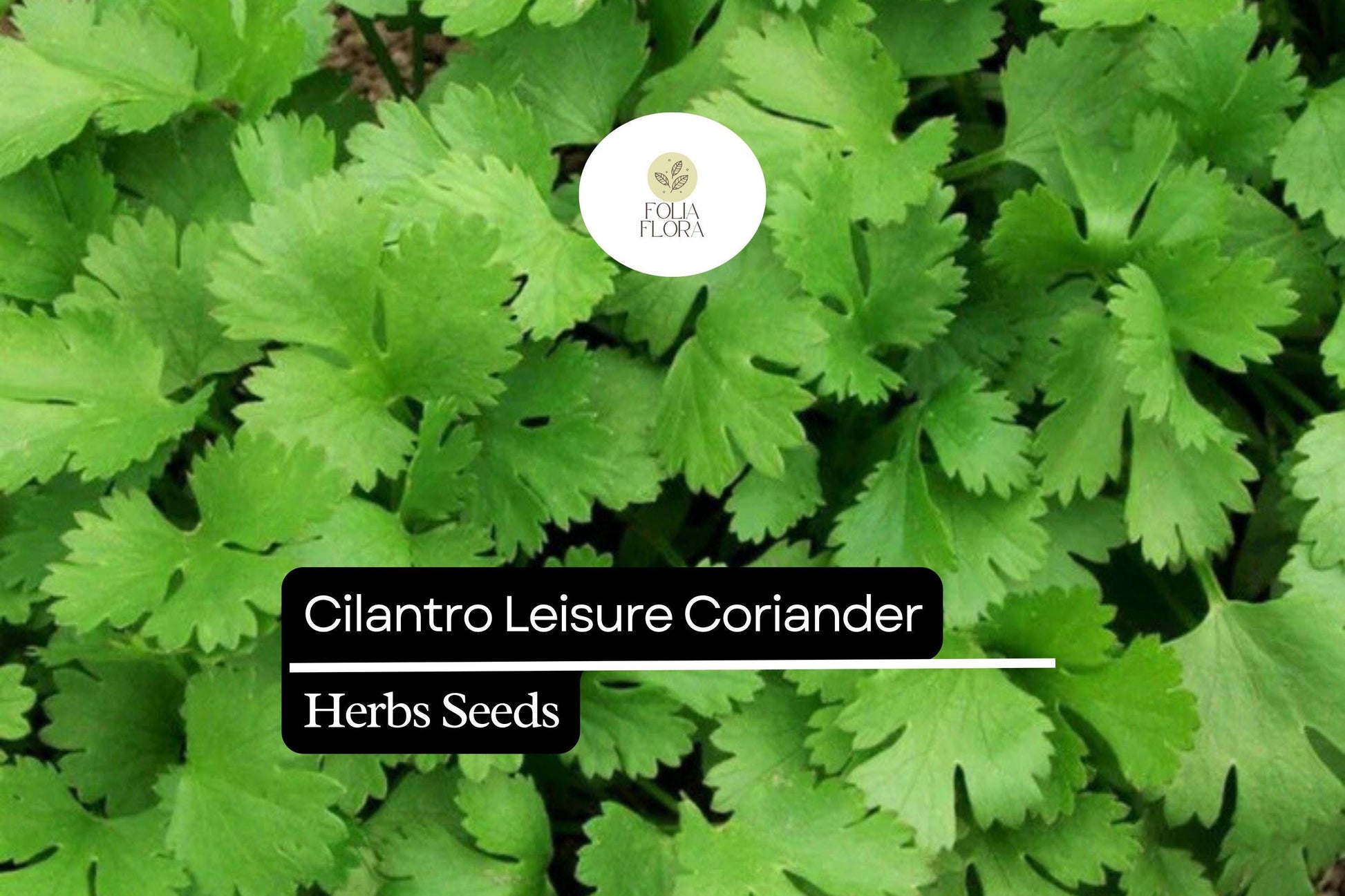 Cilantro Seeds 125 Count - Leisure Variety, Bright Green Leaves, Coriandrum Sativum, Aromatic Herb for Cooking & Garnish
