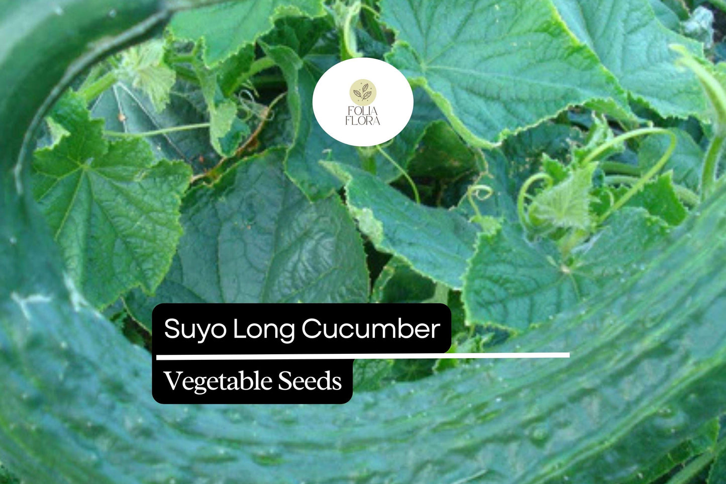 Suyo Long Cucumber Seeds - 20 Heirloom Seeds - Sweet, Crisp, Burpless - Cucumis sativus - Ideal for Fresh Eating & Pickling