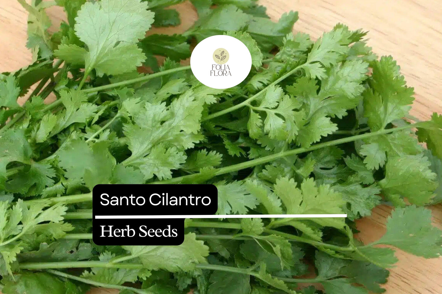100 Seeds Santo Cilantro - Bolt-Resistant Culinary Herb - Coriandrum sativum - Aromatic Green Leaves for Salsas & Salads