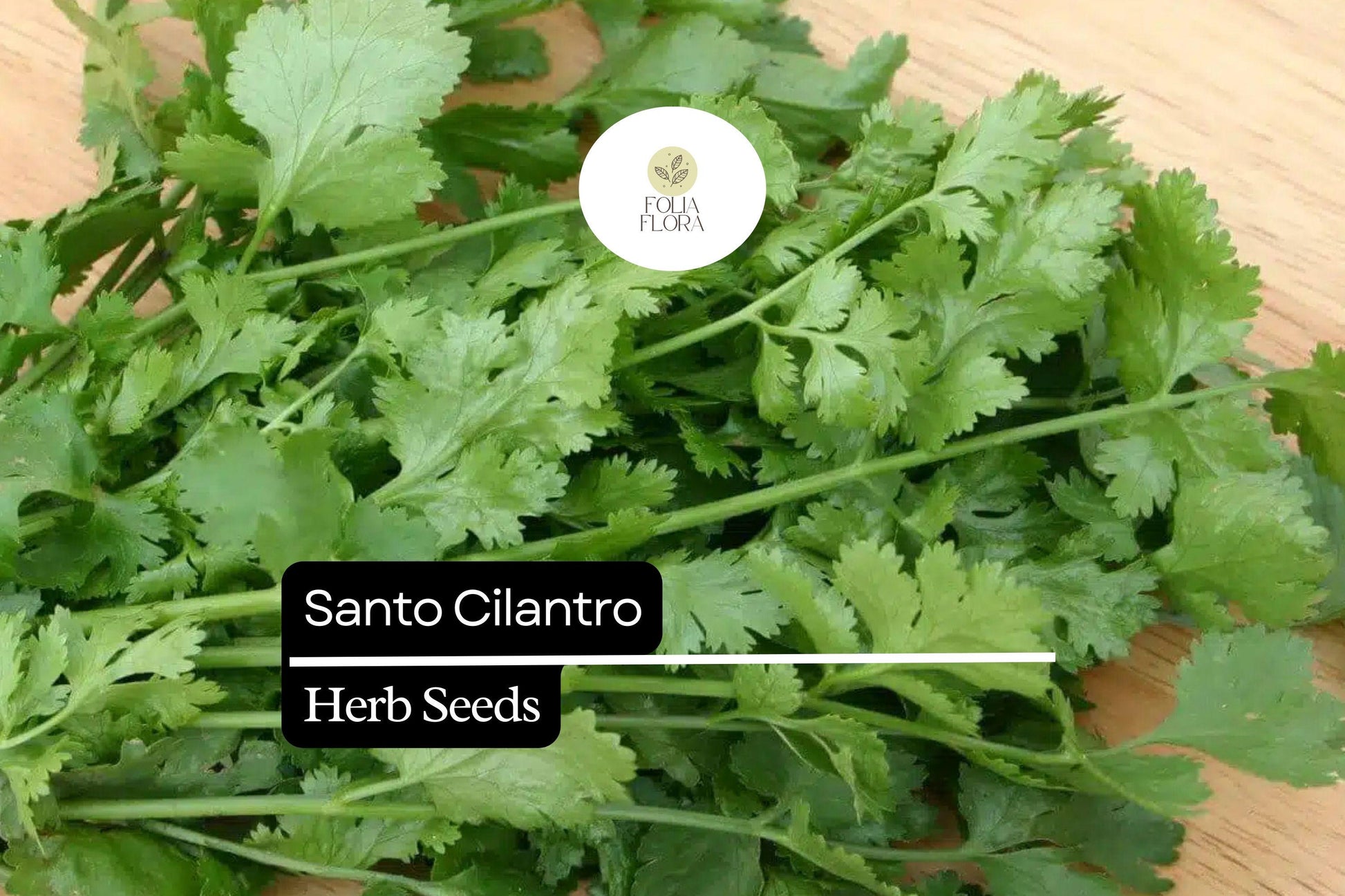 100 Seeds Santo Cilantro - Bolt-Resistant Culinary Herb - Coriandrum sativum - Aromatic Green Leaves for Salsas & Salads