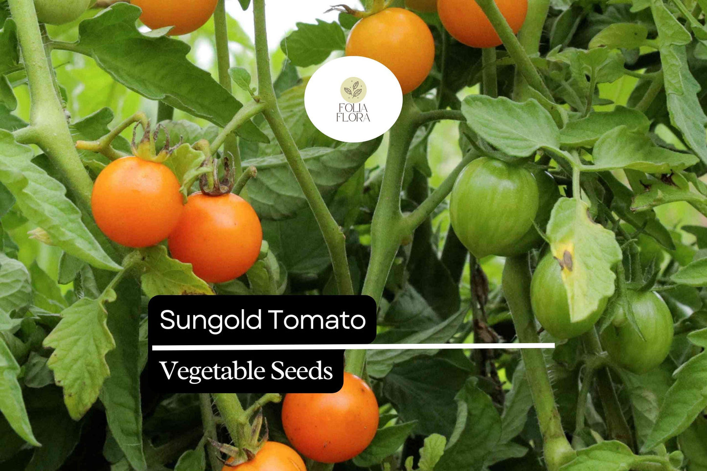 Sungold Tomato Seeds - 10 Pack, Sweet Orange Cherry Tomato, Hybrid Variety (Solanum lycopersicum), Disease-Resistant Gardening.