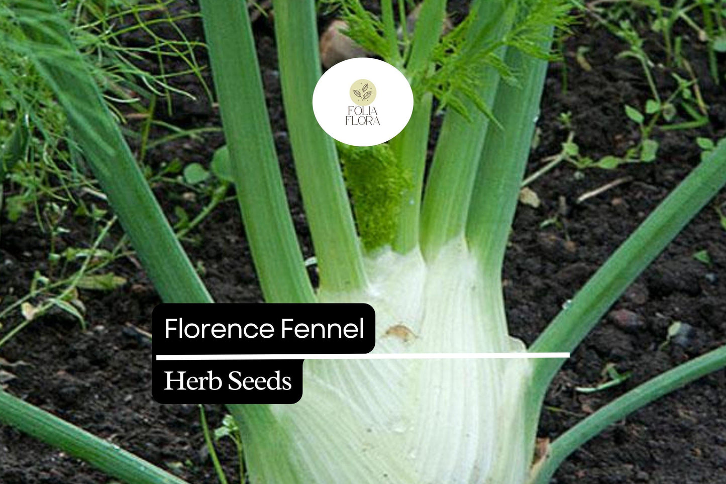 Florence Fennel Seeds - 300 Seeds, Sweet Anise Flavor, Aromatic Herb, Foeniculum vulgare var. azoricum for Culinary Gardens