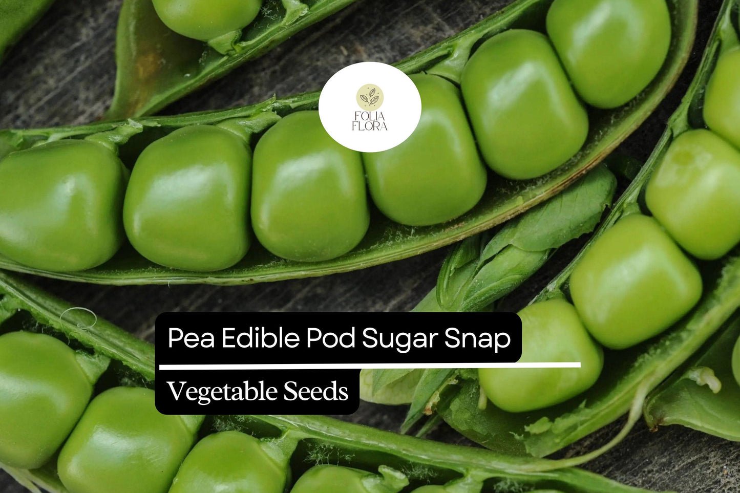 Sugar Snap Pea Seeds 1/4 oz Heirloom Stringless Variety Pisum sativum Non-GMO Edible Pod Crunchy Fresh Snacking