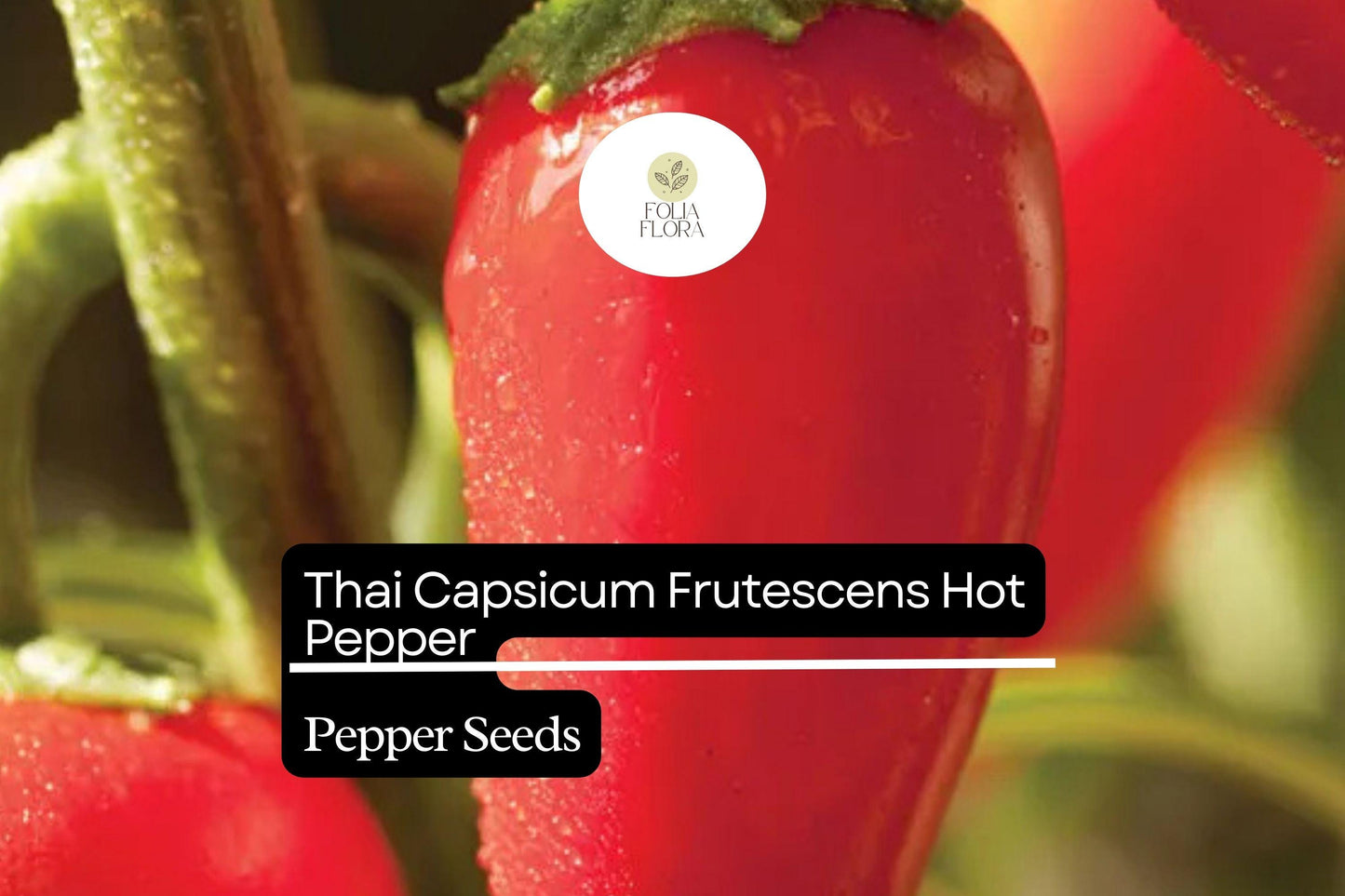 Thai Hot Pepper Seeds 250mg | Capsicum frutescens | Non-GMO | Fiery Red Peppers for Thai Dishes & Hot Sauces