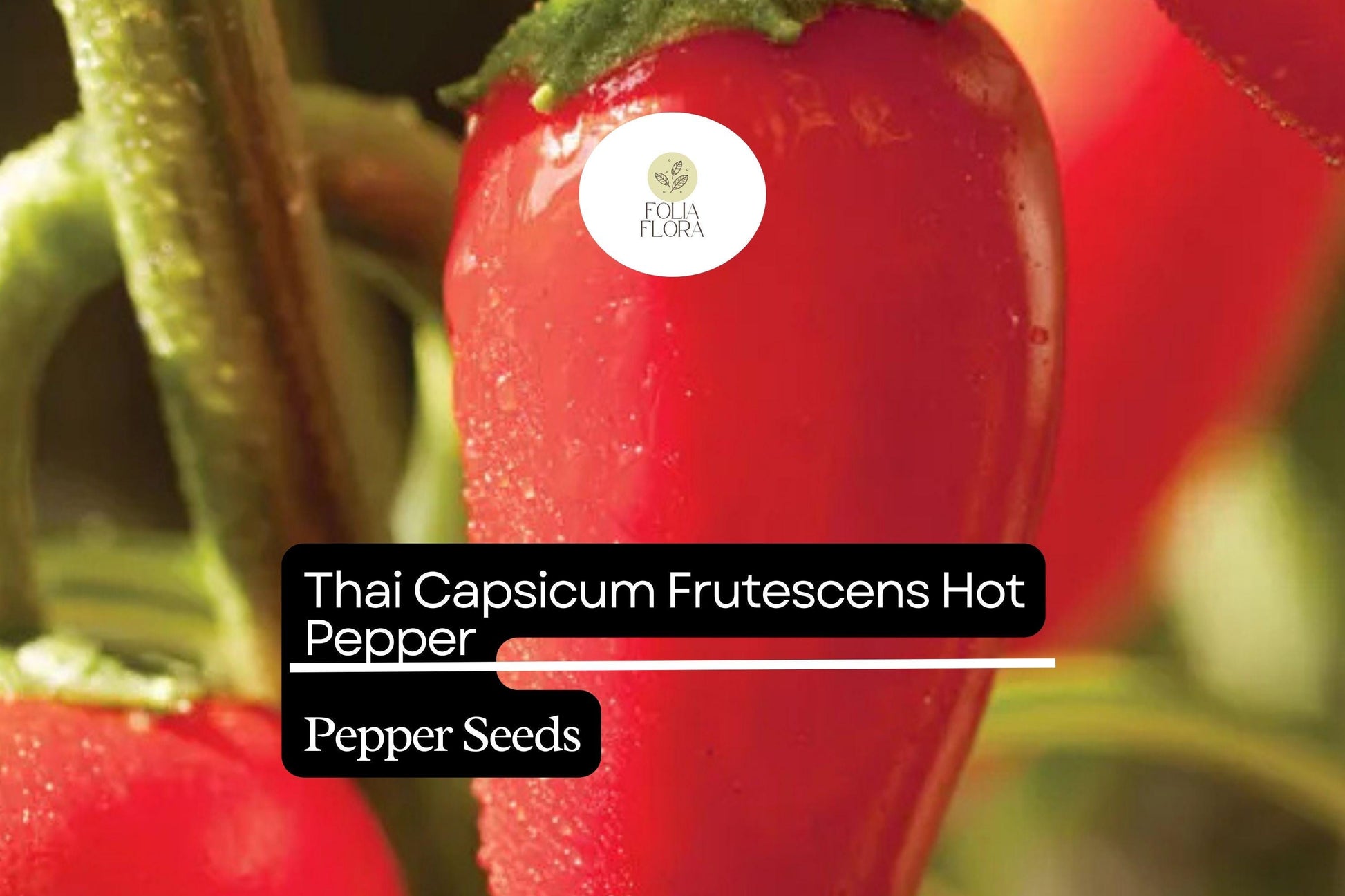 Thai Hot Pepper Seeds 250mg | Capsicum frutescens | Non-GMO | Fiery Red Peppers for Thai Dishes & Hot Sauces