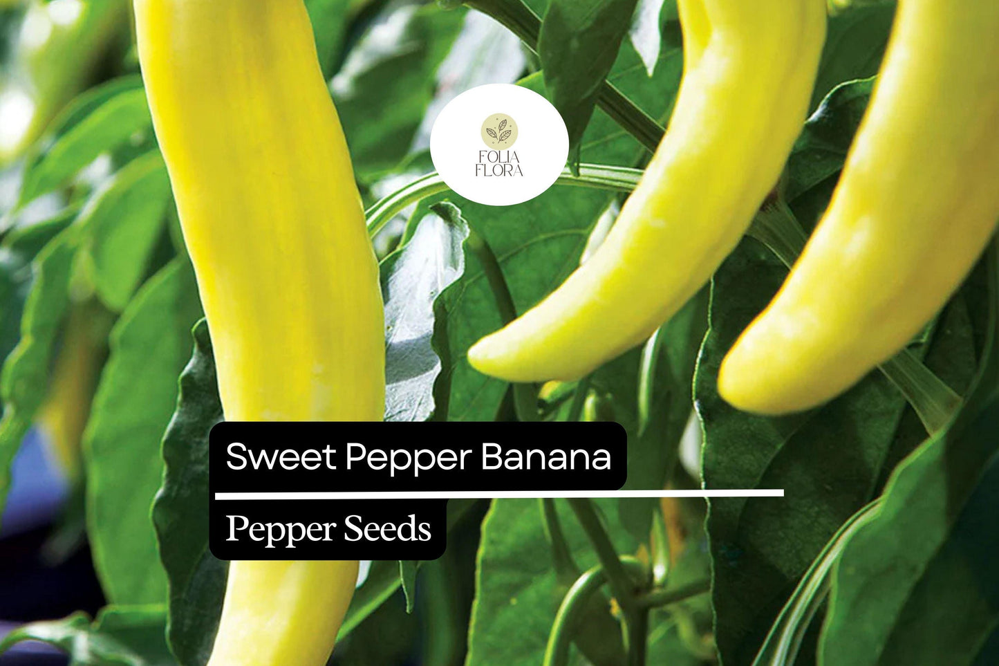 Sweet Banana Pepper Seeds 300mg | Non-GMO Capsicum Annuum | Mild Sweet Flavor | Perfect for Salads & Pickling