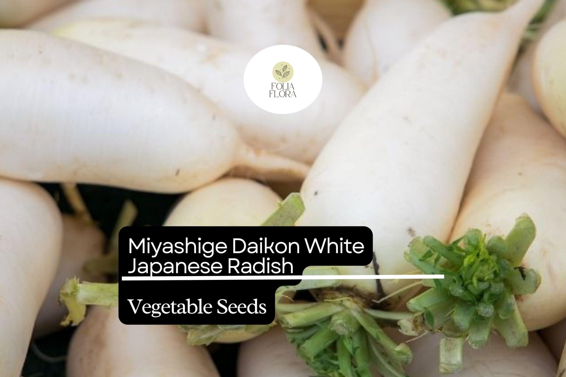 Miyashige Daikon Radish Seeds - 100 Seeds, White, Crisp & Sweet, Raphanus sativus var. longipinnatus, Easy to Grow, High Yield