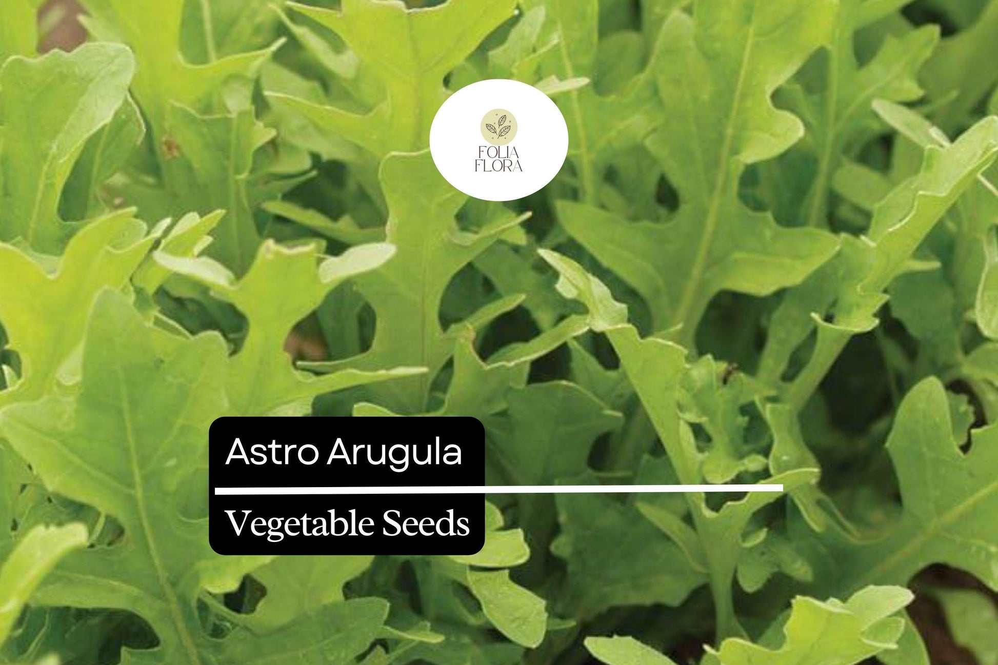 Astro Arugula Seeds - 300 Organic Seeds, Fast-Growing Salad Green, Mild Flavor, Eruca vesicaria, Bolt-Resistant
