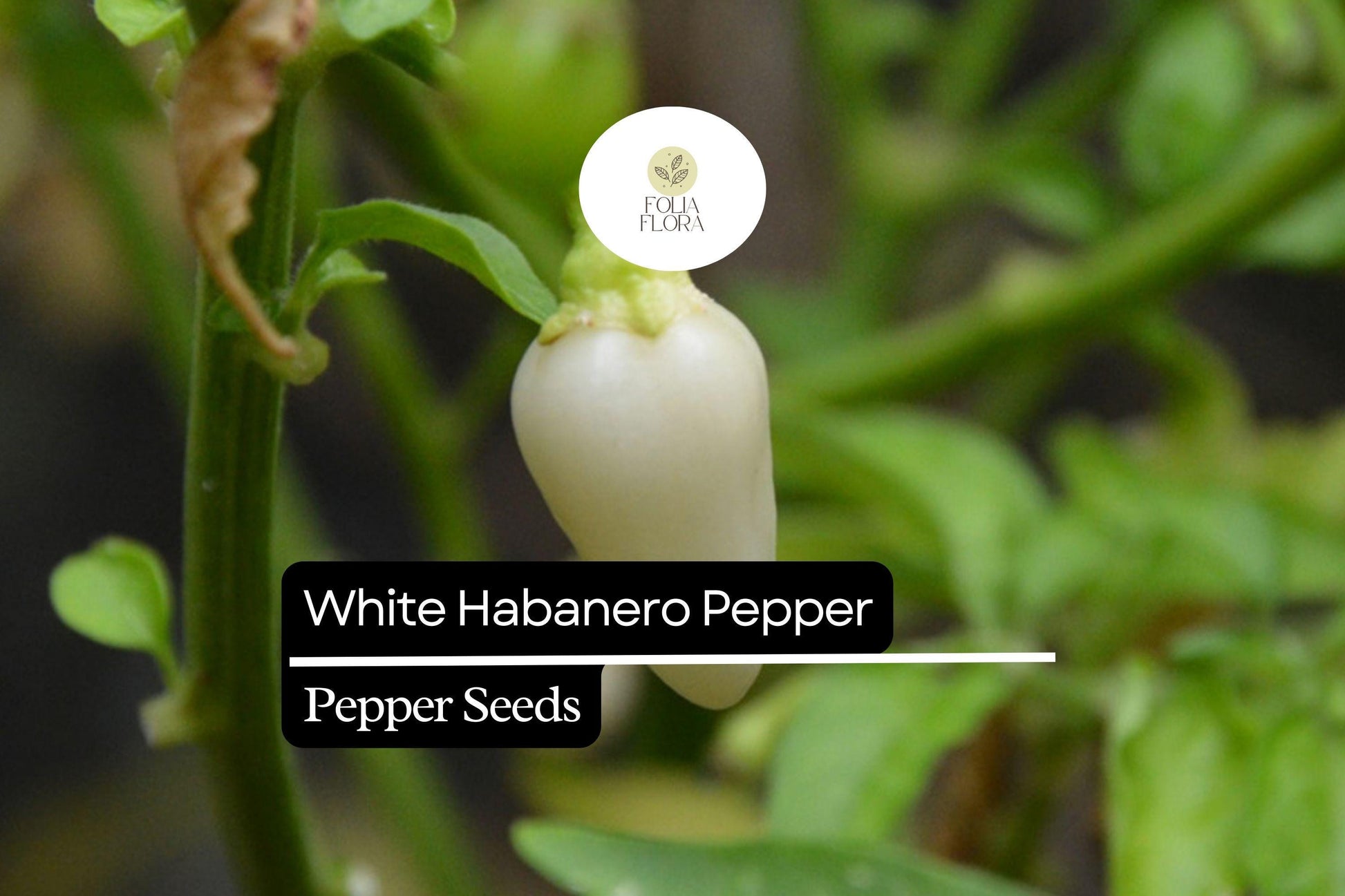White Habanero Pepper Seeds - 20 Rare Heirloom Seeds, Extra Spicy & Aromatic (Capsicum chinense) - Creamy White Color