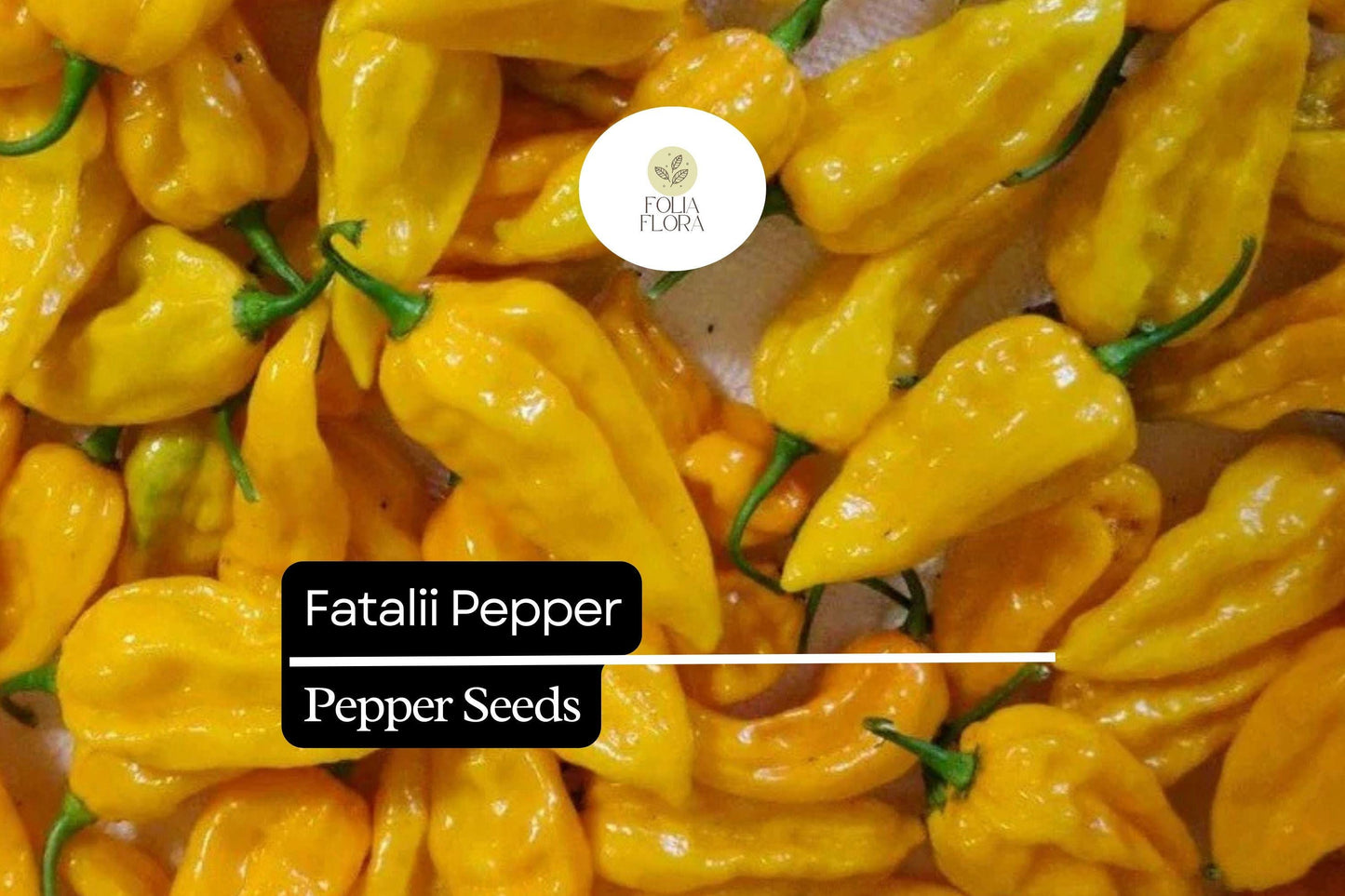 Fatalii Pepper Seeds - 5 Rare Fiery Yellow Chili Seeds (Capsicum chinense) for Hot Sauces, Intense Heat, Exotic Flavor