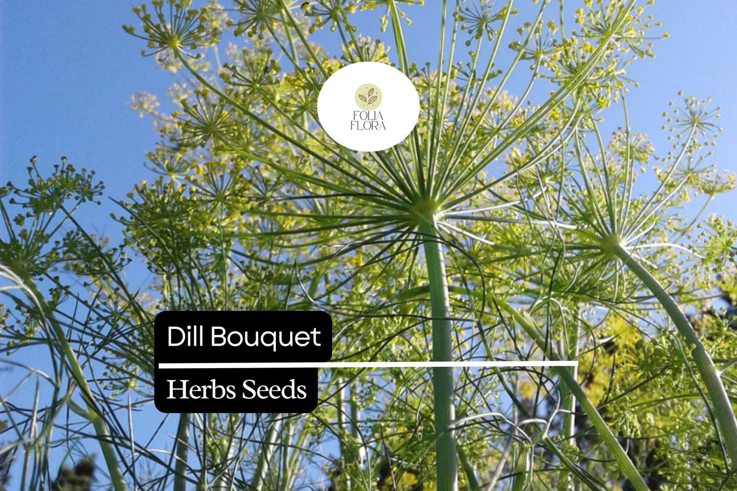500 Seeds Bouquet Dill, Aromatic Culinary Herb, Anethum graveolens, Fast-Growing Pollinator Attractor, Ideal for Pickling & Cooking
