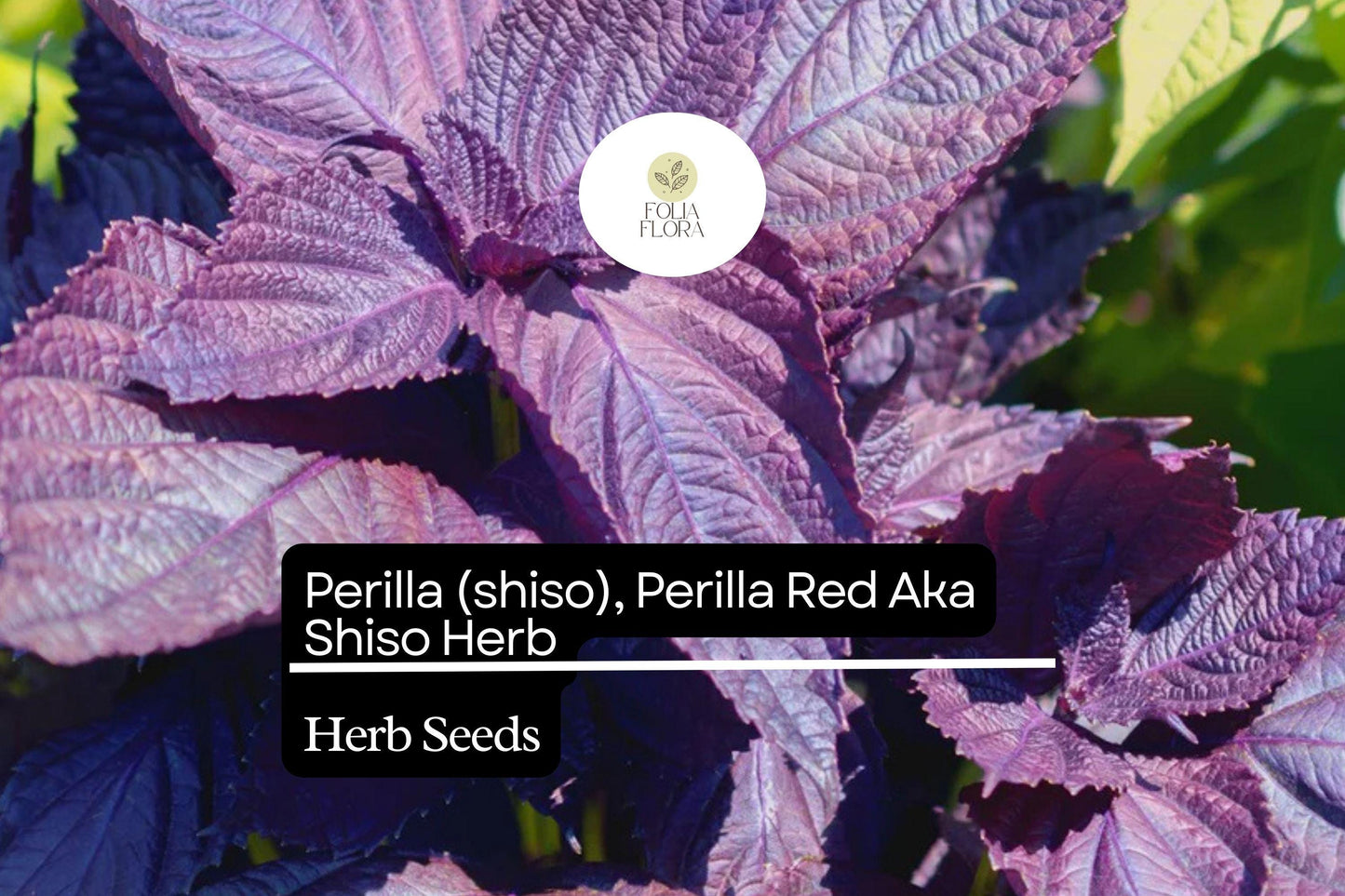 Red Perilla Shiso Seeds - 500mg Non-GMO Aromatic Herb (Perilla frutescens) - Bold Flavor, Vibrant Red Leaves for Asian Cuisine