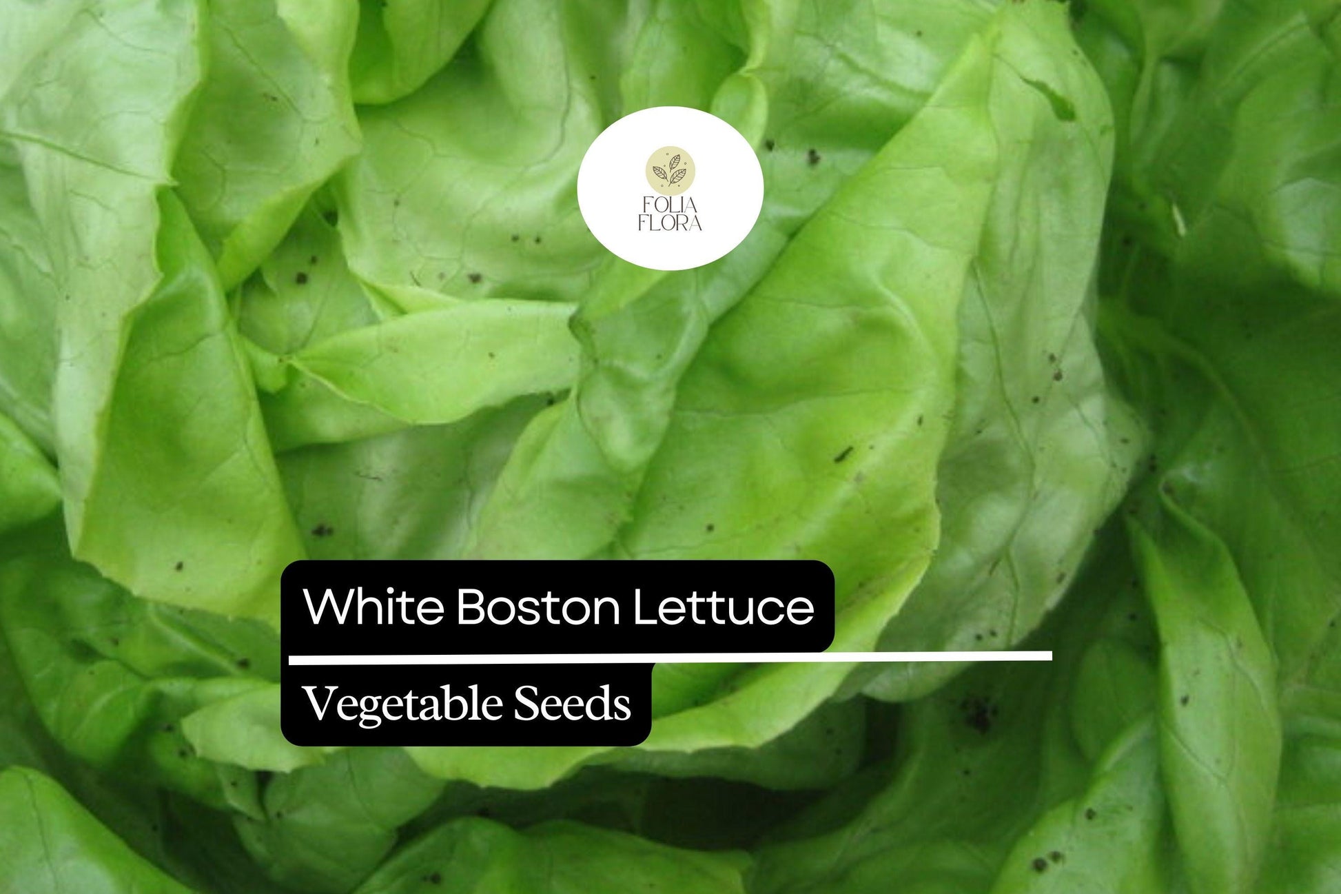 500 Seeds White Boston Lettuce - Crisp Butterhead Variety - Lactuca sativa - Tender, Mild-Flavored Leaves for Fresh Salads