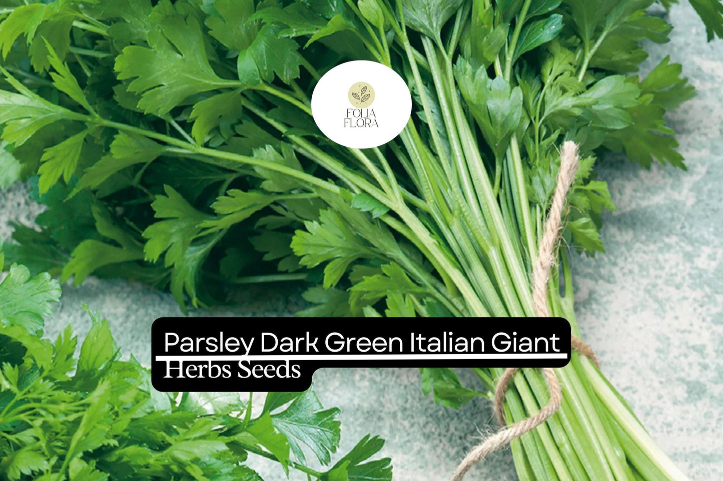 500 Seeds Dark Green Italian Giant Parsley | Petroselinum crispum | Heirloom Non-GMO Culinary Herb | High-Yield Flavorful Leaves