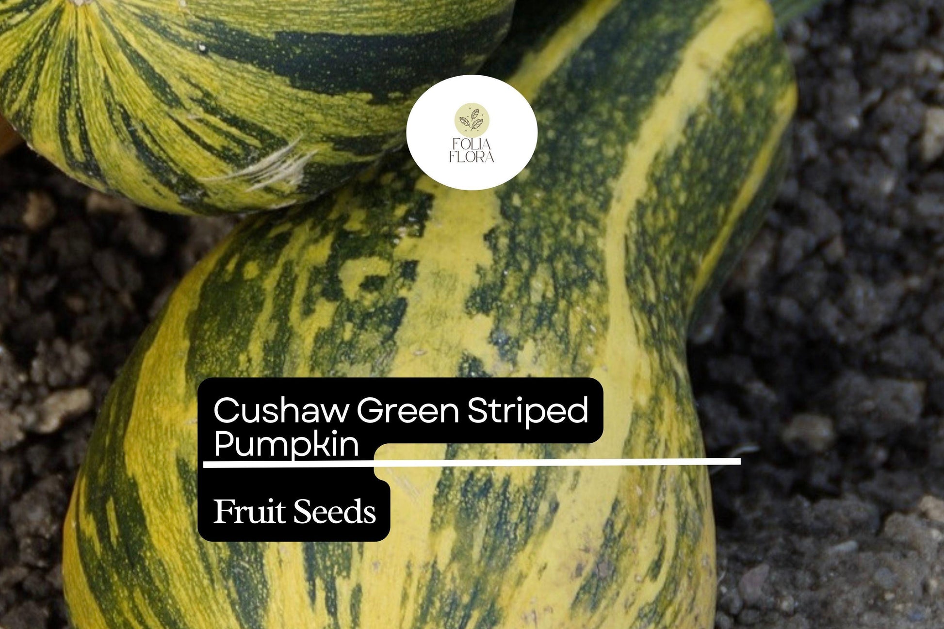 Cushaw Green Striped Pumpkin Seeds - Heirloom Winter Squash (Cucurbita argyrosperma) - Sweet Flavor, Drought-Resistant, 20 Seeds