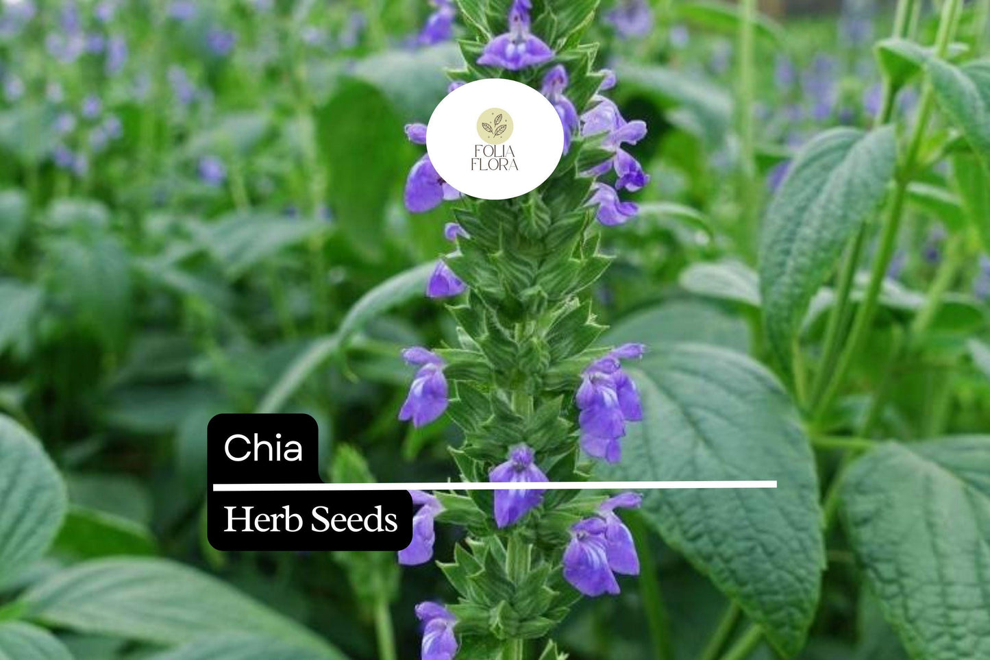 Chia Seeds 750 Count - Nutrient-Packed Superfood, Pollinator-Friendly Herb - Salvia hispanica, Purple & White Flowers