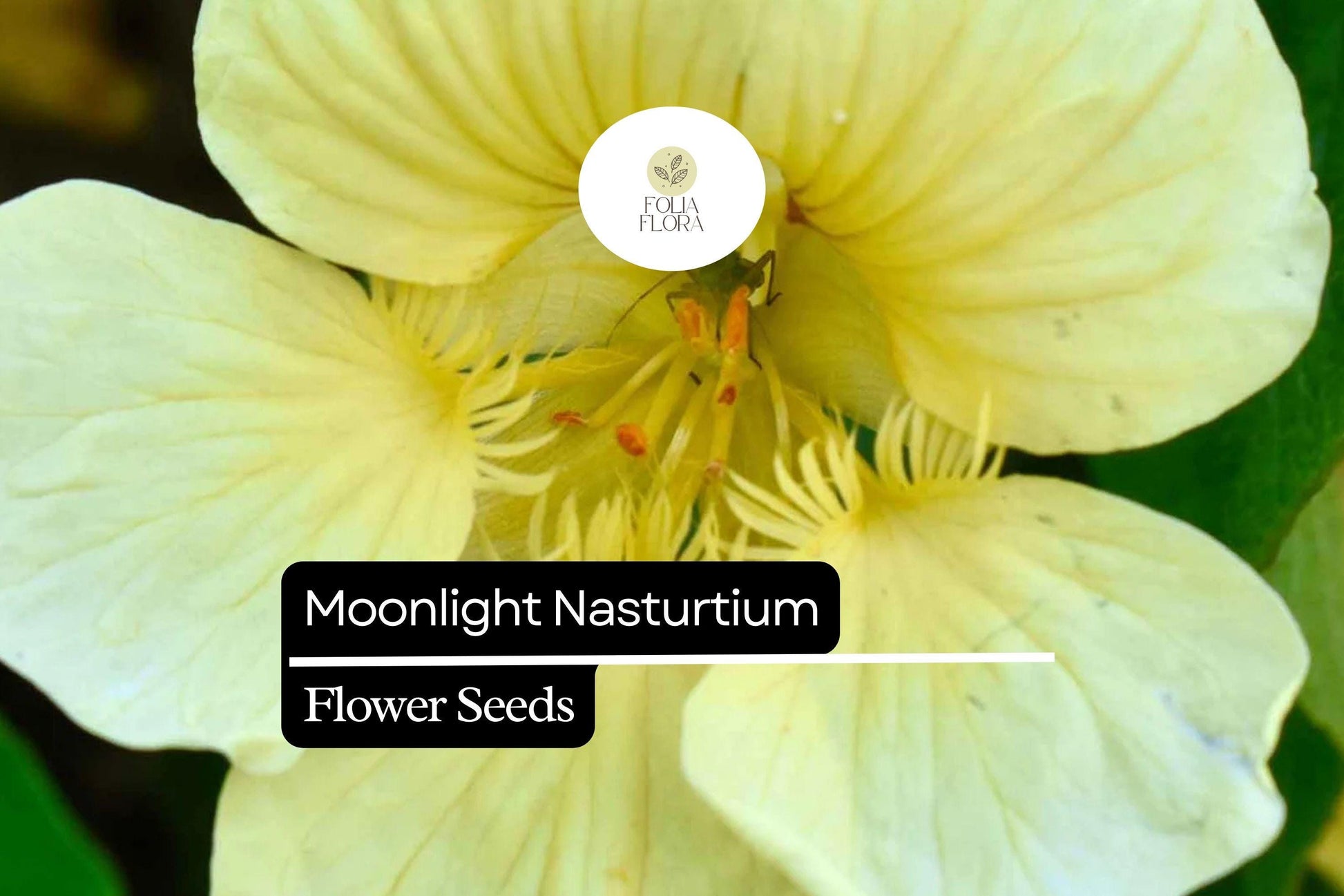 Nasturtium Seeds - 15 Seeds Moonlight Variety, Creamy-Yellow Edible Flowers, Tropaeolum majus, Pollinator-Friendly, Drought-Tolerant