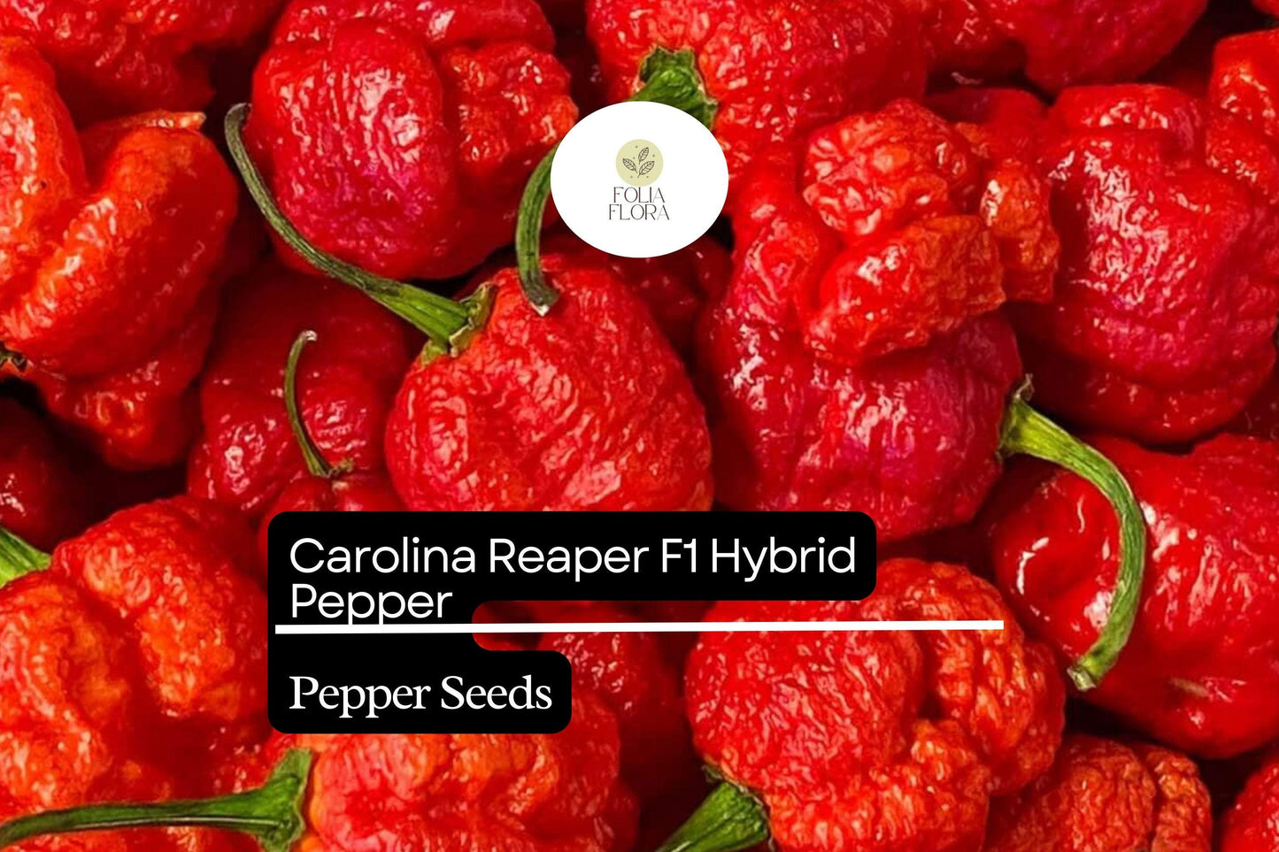 Carolina Reaper Pepper Seeds - 5 Pack F1 Hybrid, World's Hottest Pepper (Capsicum chinense), Bright Red, Fiery Flavor