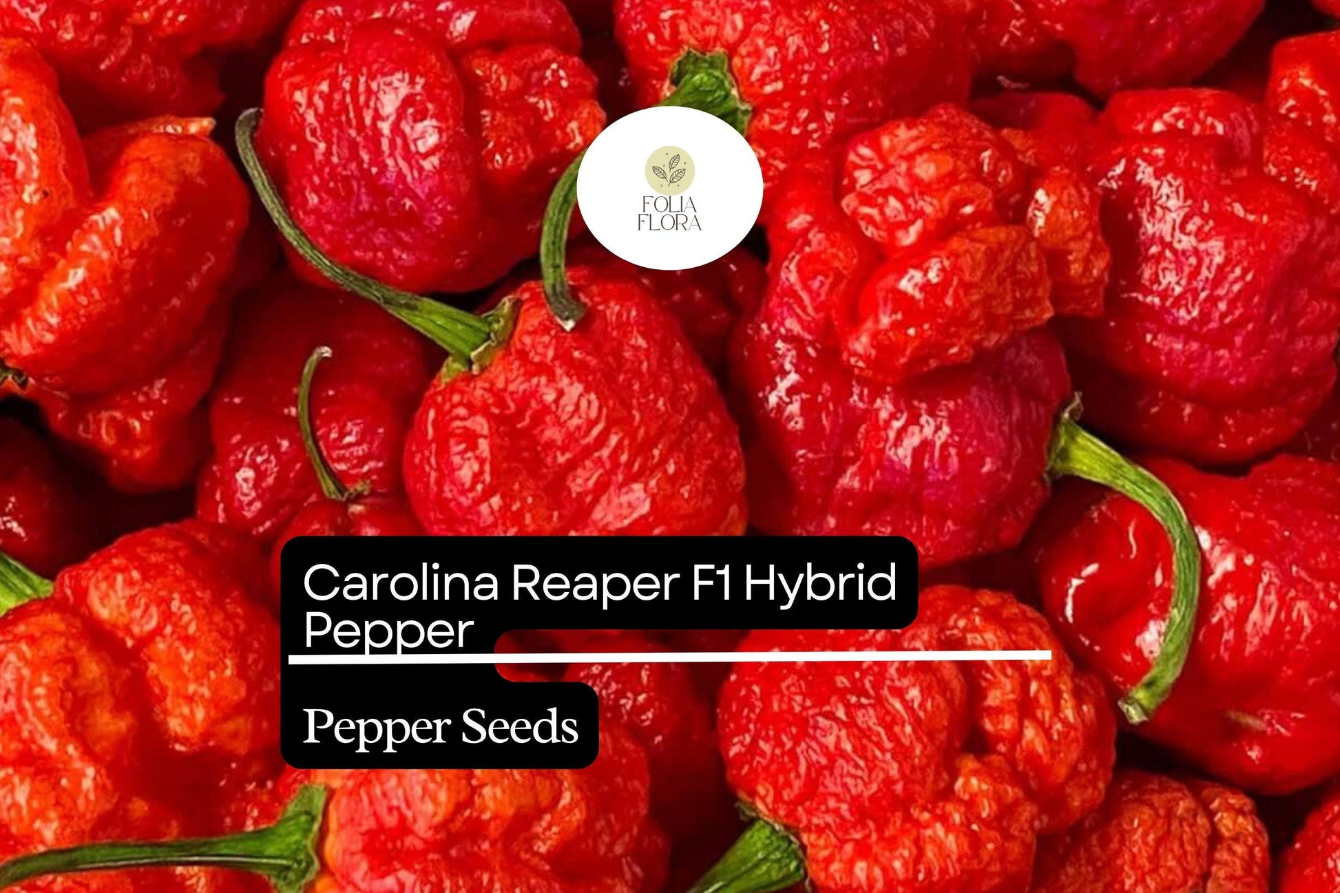 Carolina Reaper Pepper Seeds - 5 Pack F1 Hybrid, World's Hottest Pepper (Capsicum chinense), Bright Red, Fiery Flavor