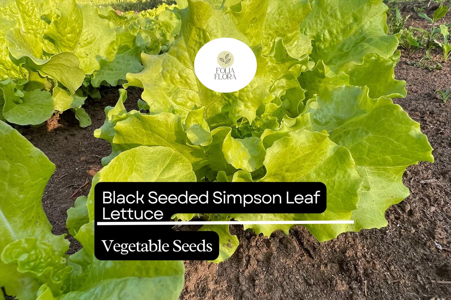 Black Seeded Simpson Lettuce Seeds | Heirloom, Non-GMO | 500 Seeds | Lactuca sativa | Fast-Growing, Crisp, Tender Leaves