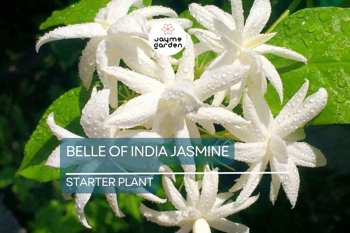 Belle of India Jasmine Starter Plant | Jasminum Sambac 'Double' | Intensely Fragrant White Blooms | Easy-Care Indoor/Outdoor Plant
