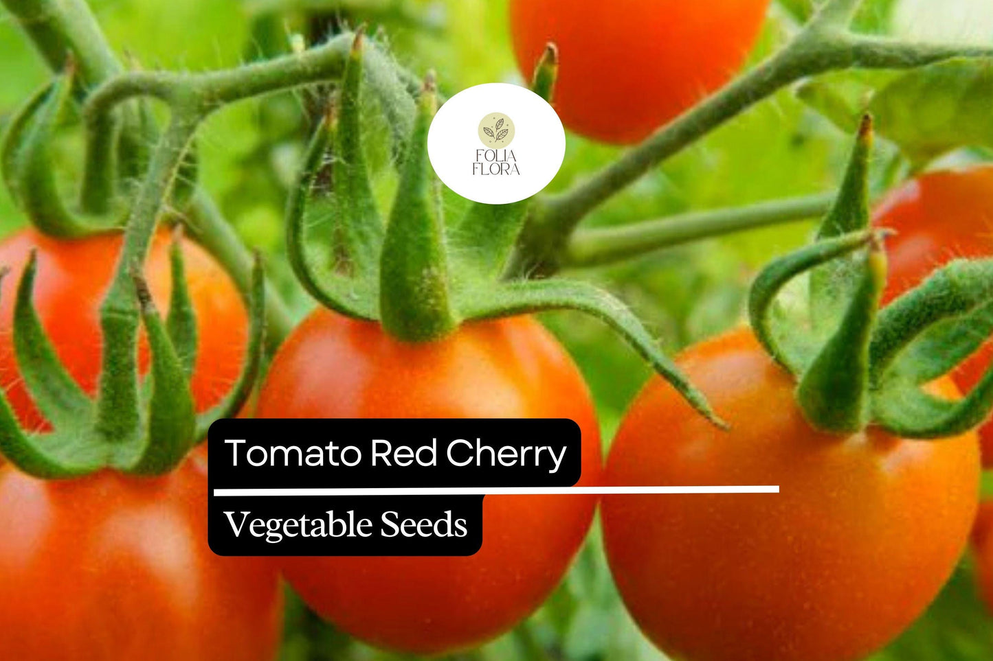 Heirloom Red Cherry Tomato Seeds 100mg - Non-GMO, Sweet Flavor, Solanum lycopersicum, Perfect for Salads & Snacking