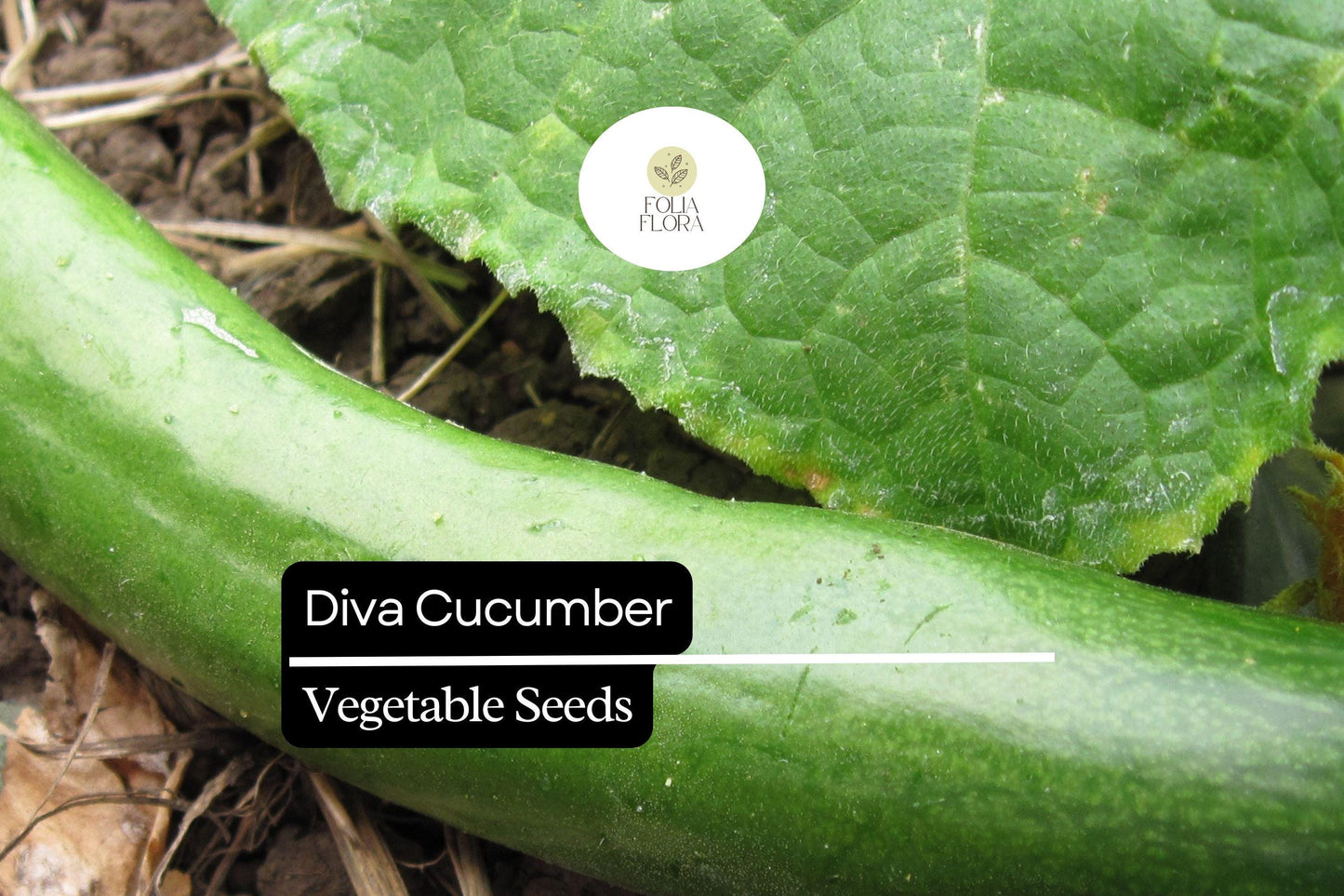 Diva Cucumber Seeds - 20 Pack, Burpless & Seedless Variety, Sweet & Crisp, Cucumis sativus, Ideal for Salads & Snacking