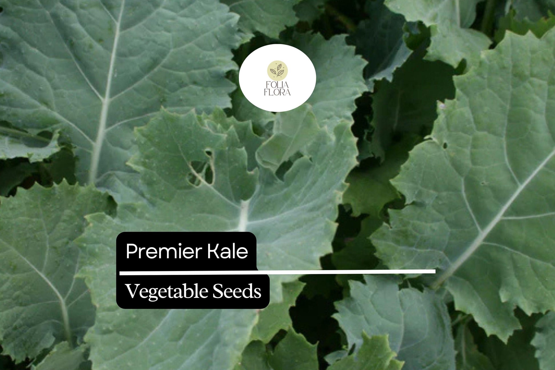 200 Seeds Premier Kale - Fast-Growing Leafy Green, Cold-Hardy, Nutrient-Dense (Brassica oleracea) for Salads & Smoothies