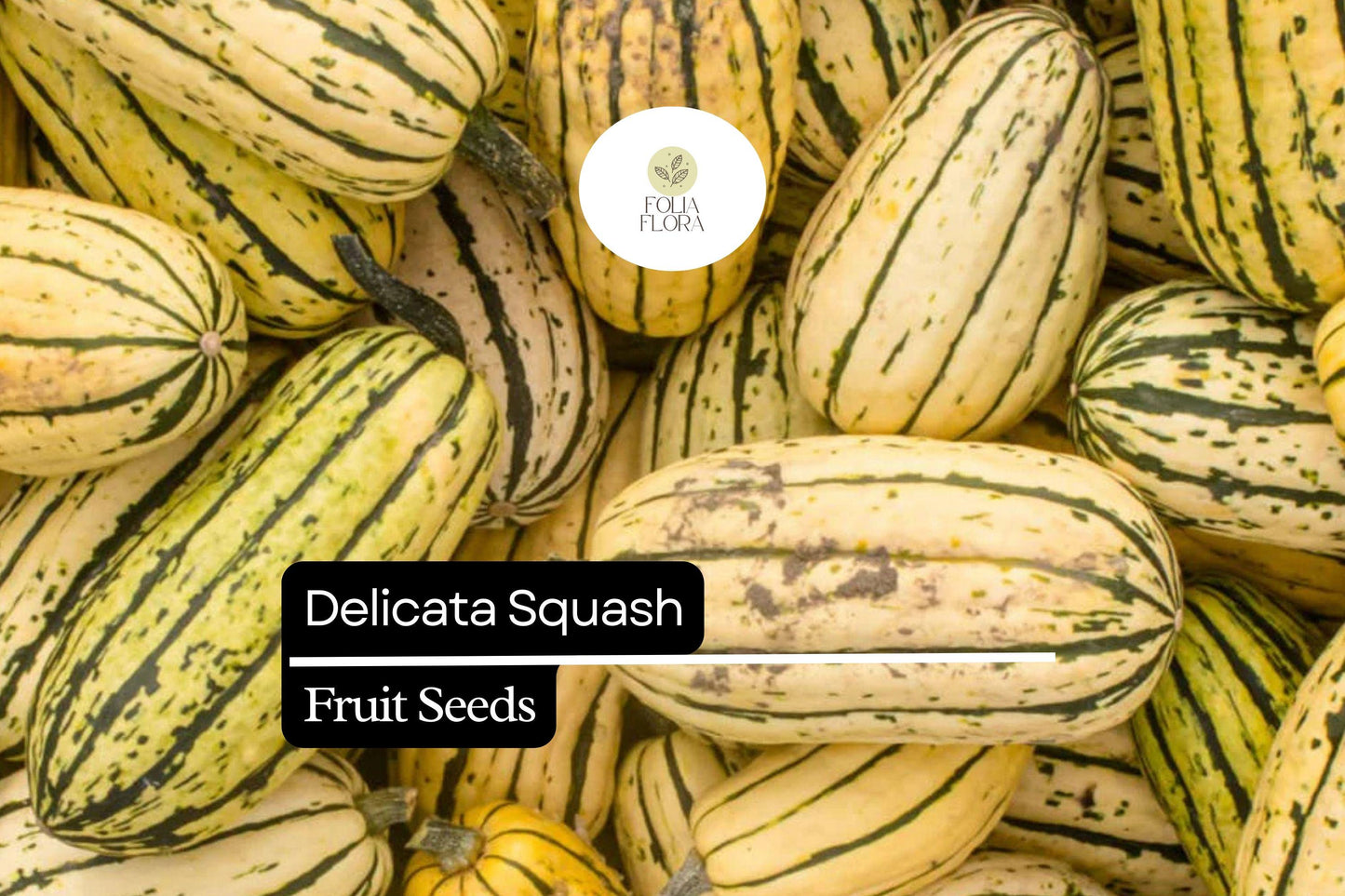 20 Seeds Delicata Squash - Sweet Potato Squash - Cucurbita pepo - Heirloom, Compact, Easy to Grow, Nutty Flavor, Yellow with Green Stripes