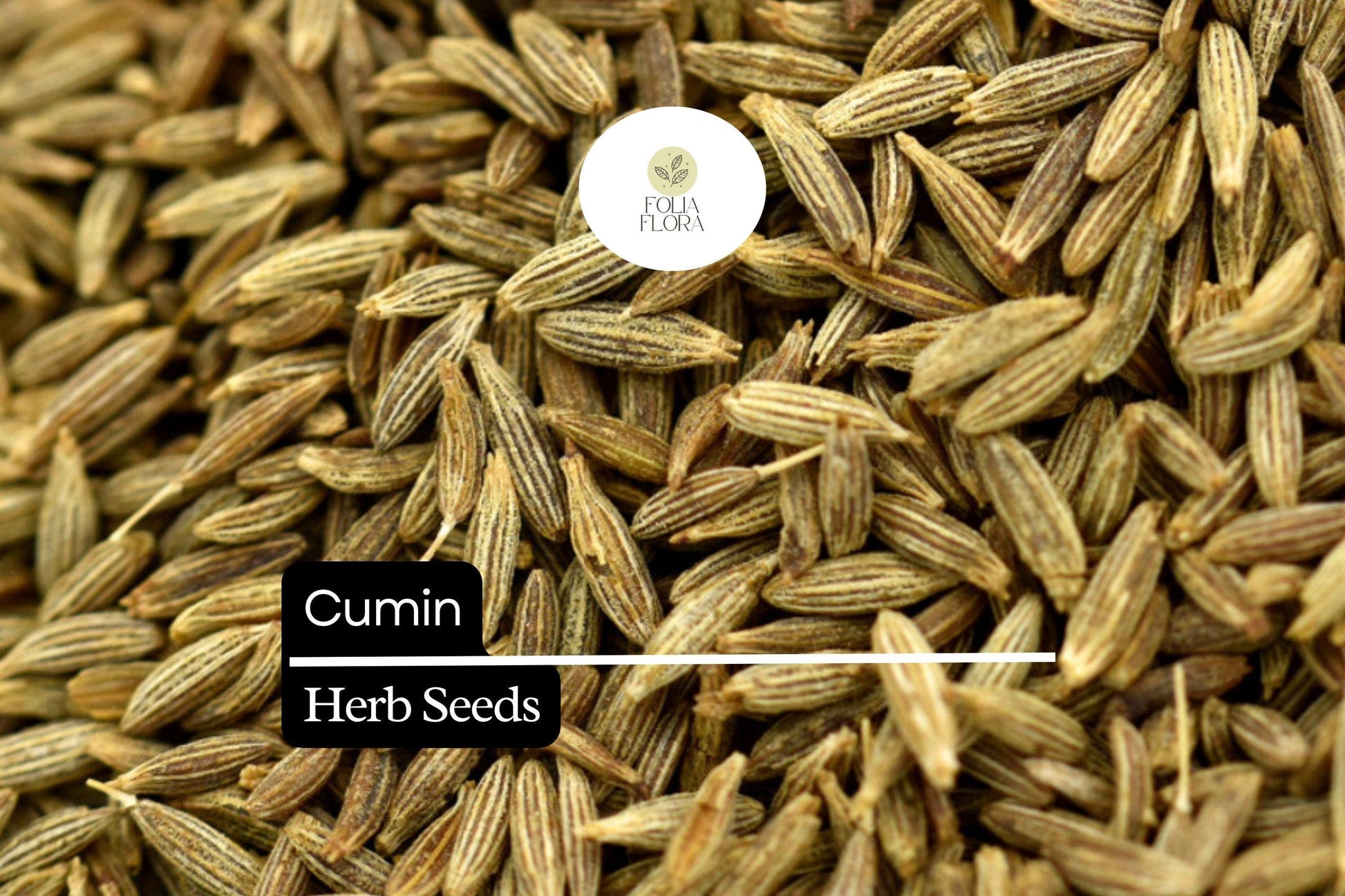 Cumin Seeds - 250 Count - Aromatic Spice Herb for Cooking - Cuminum cyminum - Versatile Culinary Essential