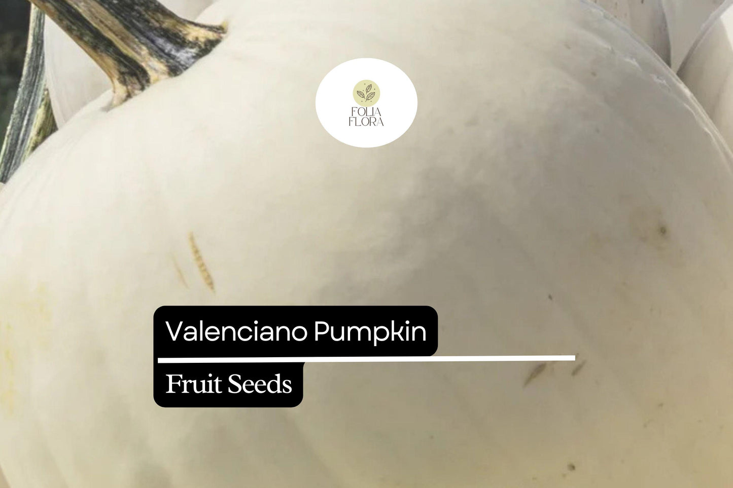 Valenciano Pumpkin Seeds - 5 Heirloom Seeds for White Decorative Pumpkin (Cucurbita pepo) - Ideal for Cooking & Fall Décor