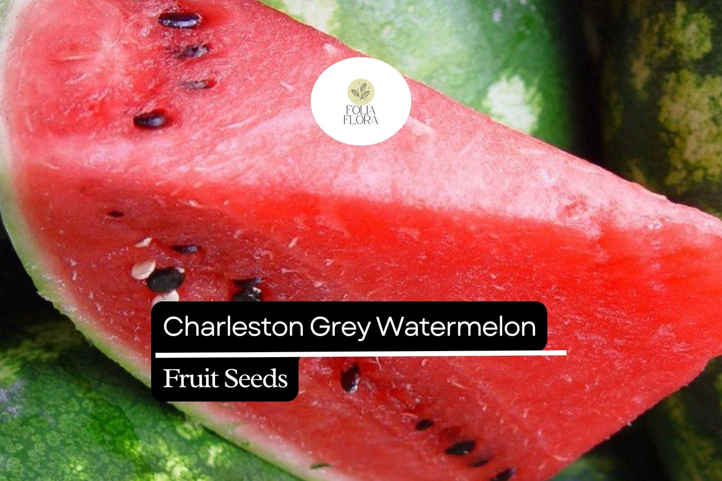 Charleston Grey Watermelon Seeds - 20 Non-GMO Seeds (Citrullus lanatus) - Sweet, Juicy, Disease-Resistant Summer Favorite