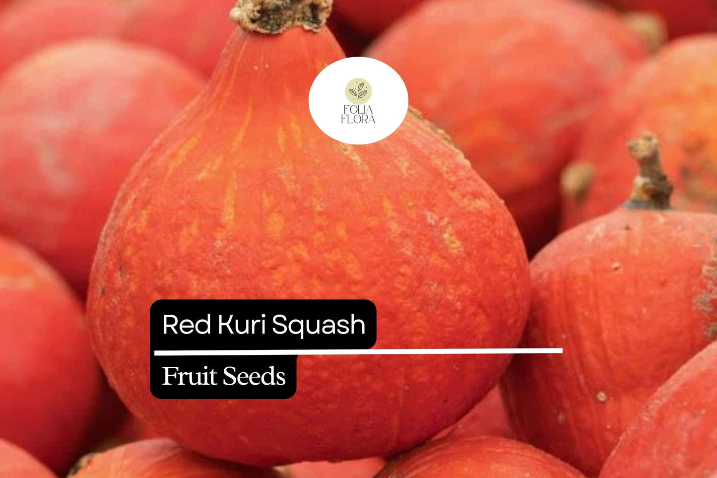 Red Kuri Squash Seeds - Heirloom Hokkaido Pumpkin (Cucurbita maxima) - Nutty Flavor, Red-Orange Skin, Easy to Grow