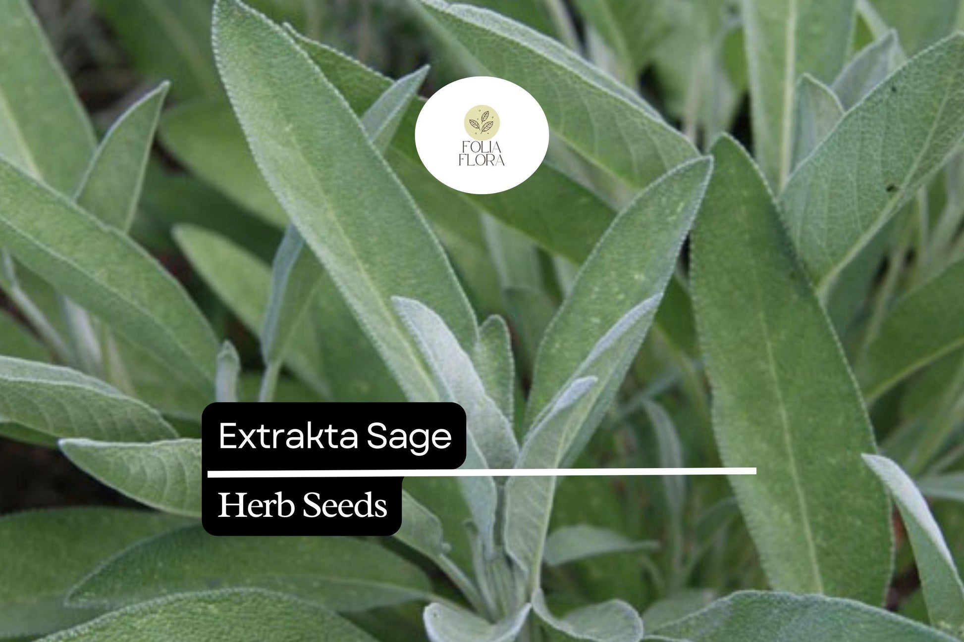 Extrakta Sage Seeds - 50 Non-GMO Culinary Herb Seeds (Salvia officinalis) - Aromatic, Drought-Tolerant, Silvery-Green Leaves