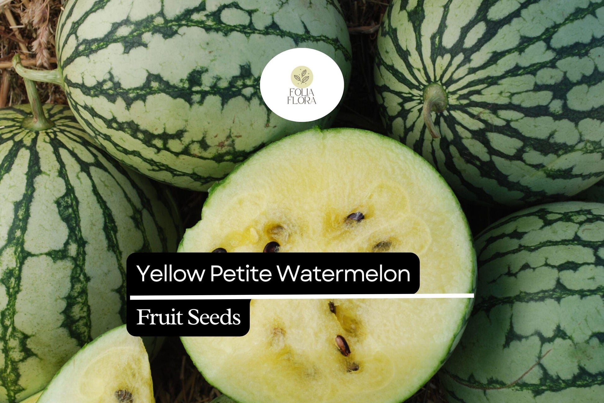 Yellow Petite Watermelon Seeds - 5 Pack - Sweet Mini Watermelon (Citrullus lanatus) - Vibrant Yellow Flesh, Early-Maturing Variety
