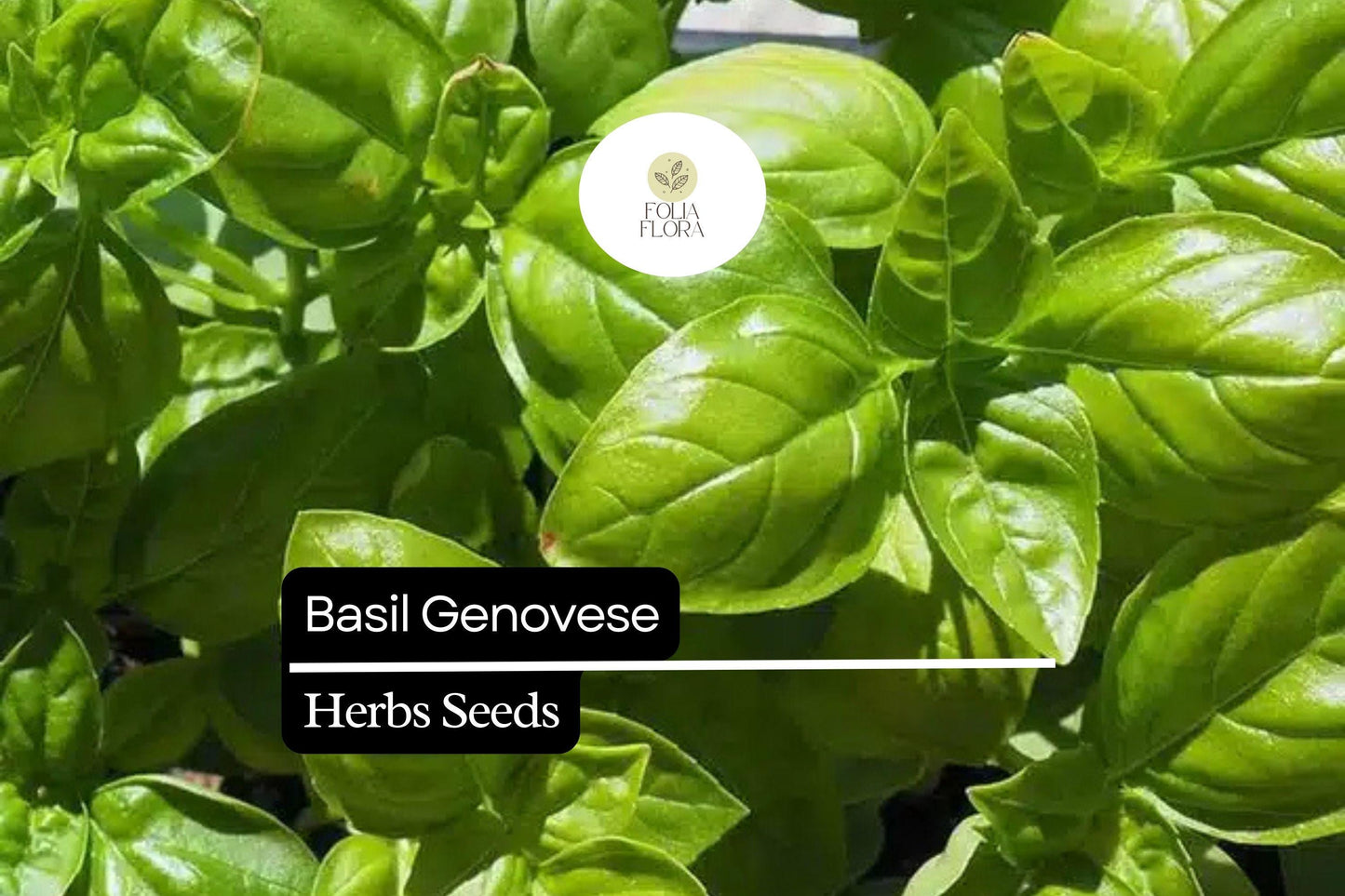 Basil Seeds 4000 Count | Genovese Heirloom Culinary Herb | Ocimum basilicum | Non-GMO, Aromatic Flavor for Pesto & Salads