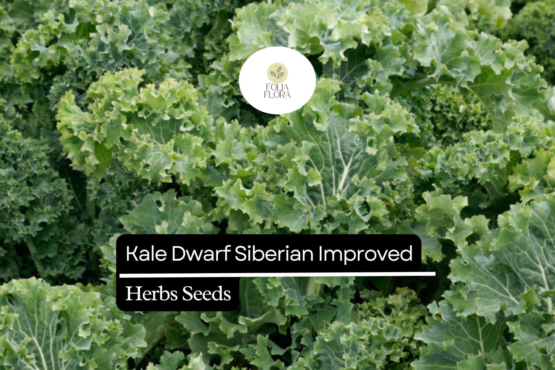 Dwarf Siberian Kale Seeds - Heirloom Non-GMO Winter Greens, Brassica oleracea, 300 Seeds for Home Gardening and Containers
