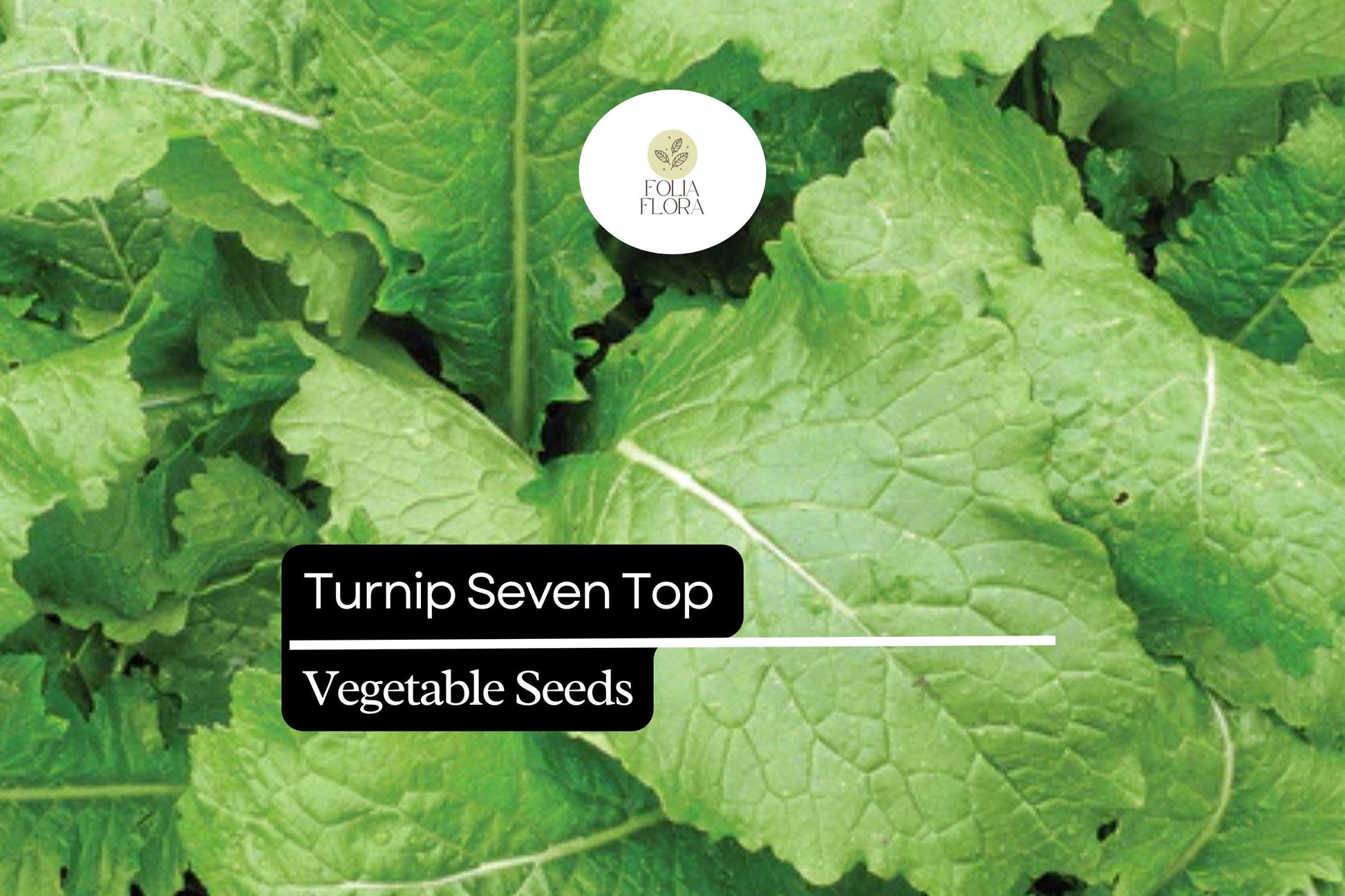 Turnip Seeds 1g - Seven Top Heirloom Leafy Greens for Salads - Brassica rapa - Non-GMO, Fast-Growing, Nutritious Greens