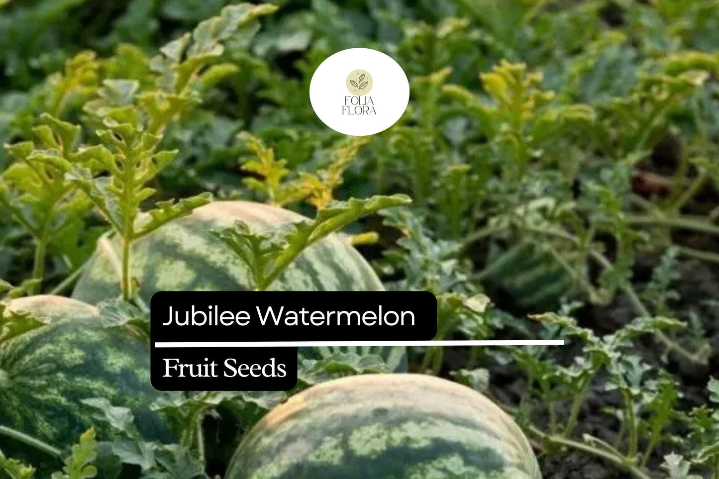 Jubilee Watermelon Seeds 1g - Heirloom, Non-GMO, Citrullus lanatus - Sweet, Juicy Summer Fruit for Home Gardeners