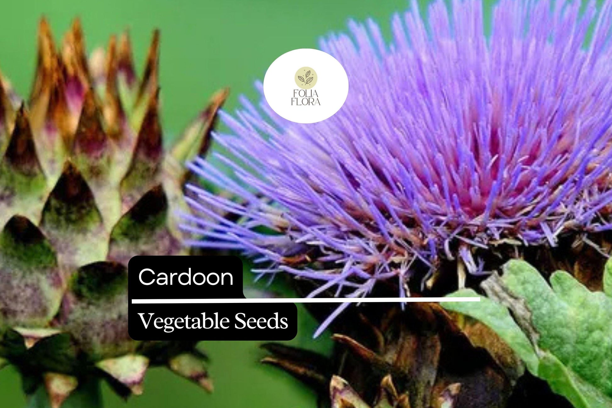 Cardoon Seeds - 15 Seeds Ornamental Edible Perennial, Cynara Cardunculus, Silvery-Green Foliage, Artichoke Flavor